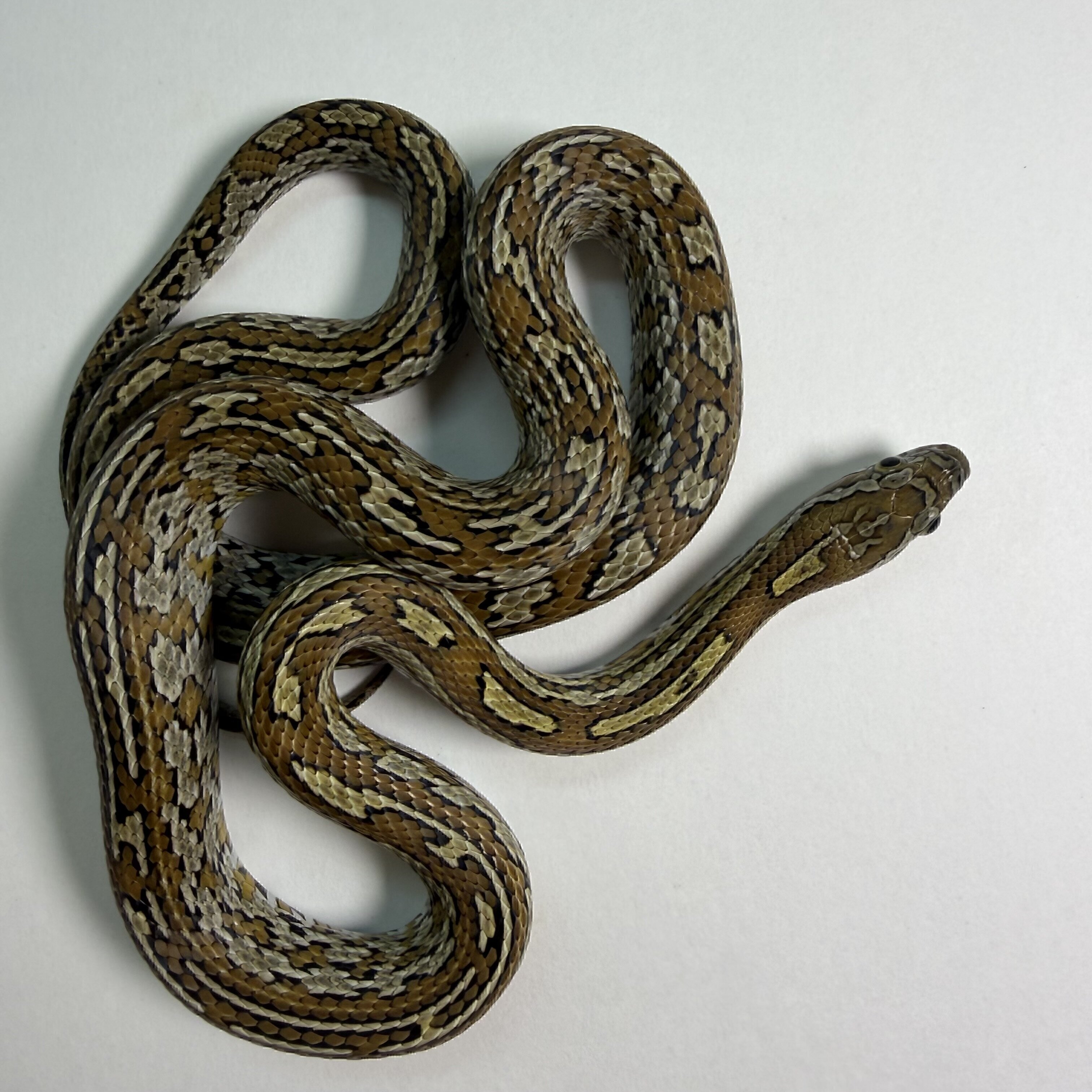 Caramel Tessera poss het Sunkissed