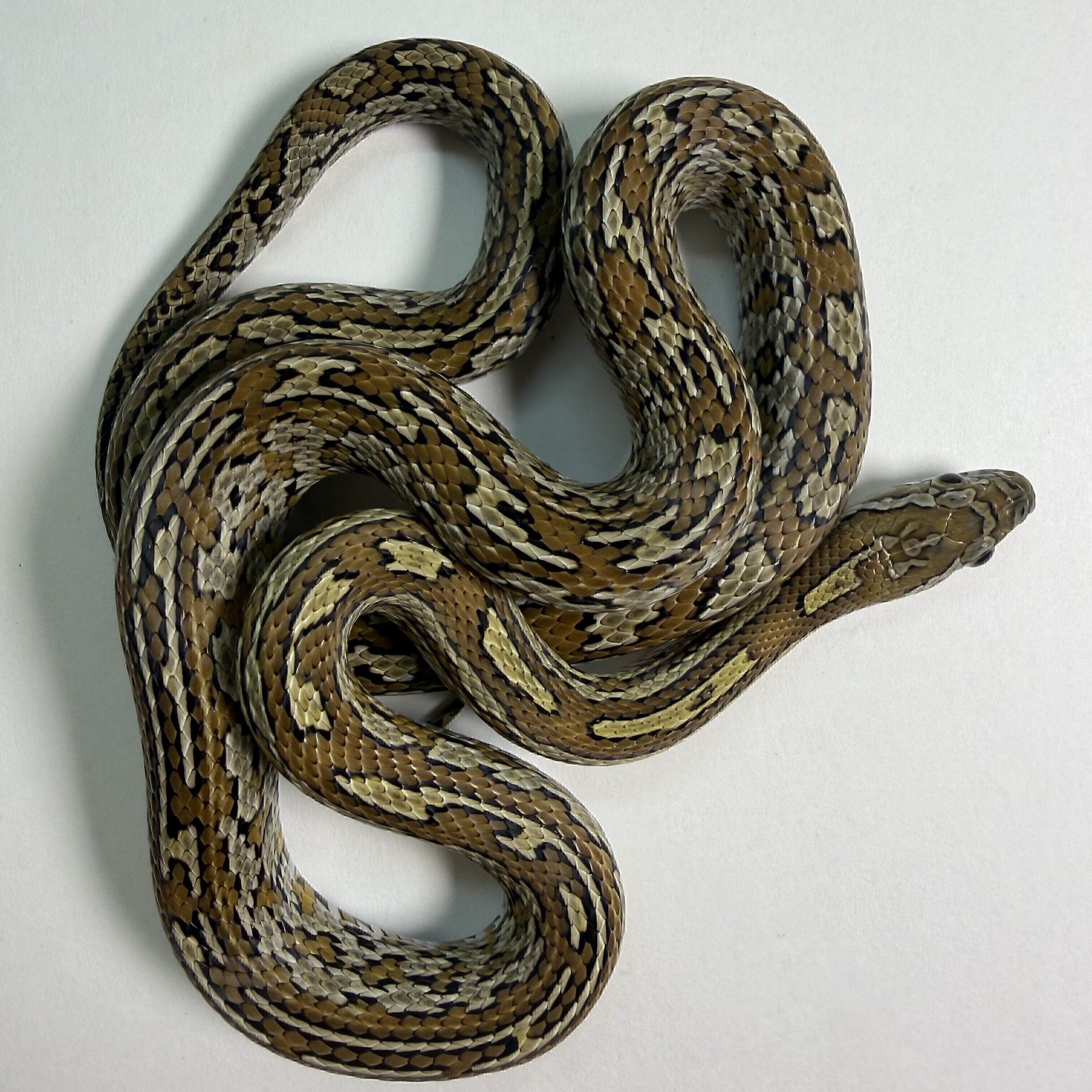 Caramel Tessera poss het Sunkissed