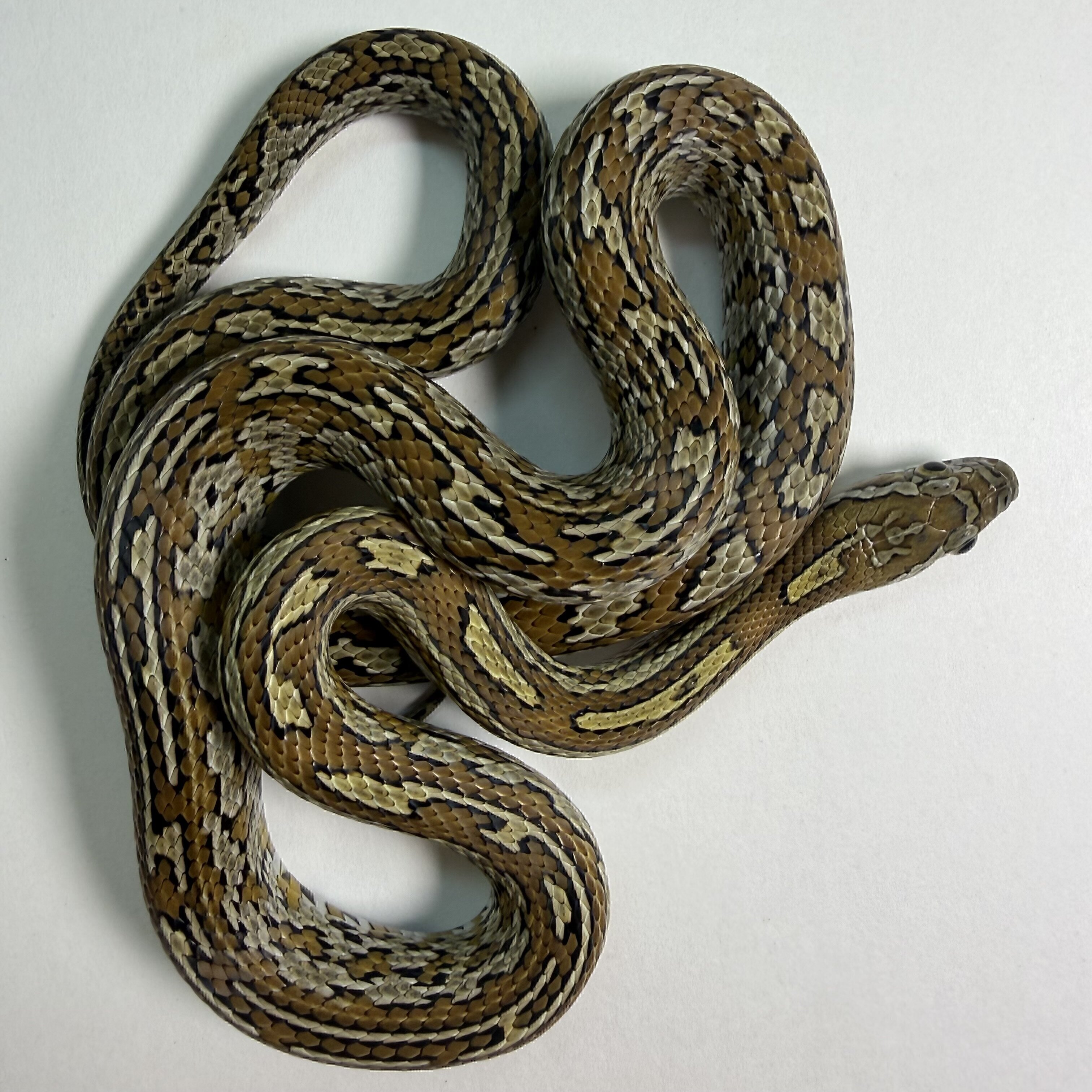 Caramel Tessera poss het Sunkissed