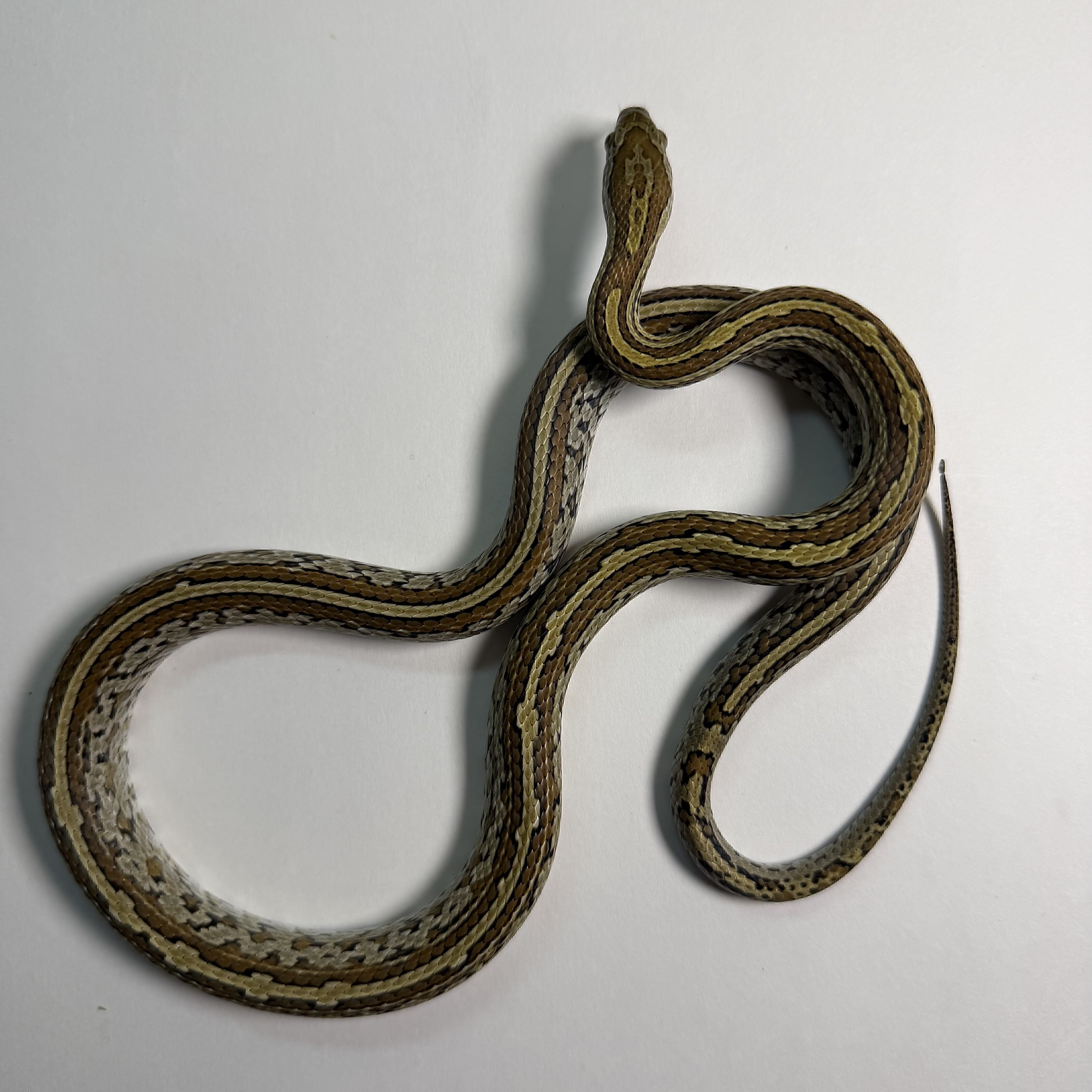 Caramel Tessera poss het Sunkissed