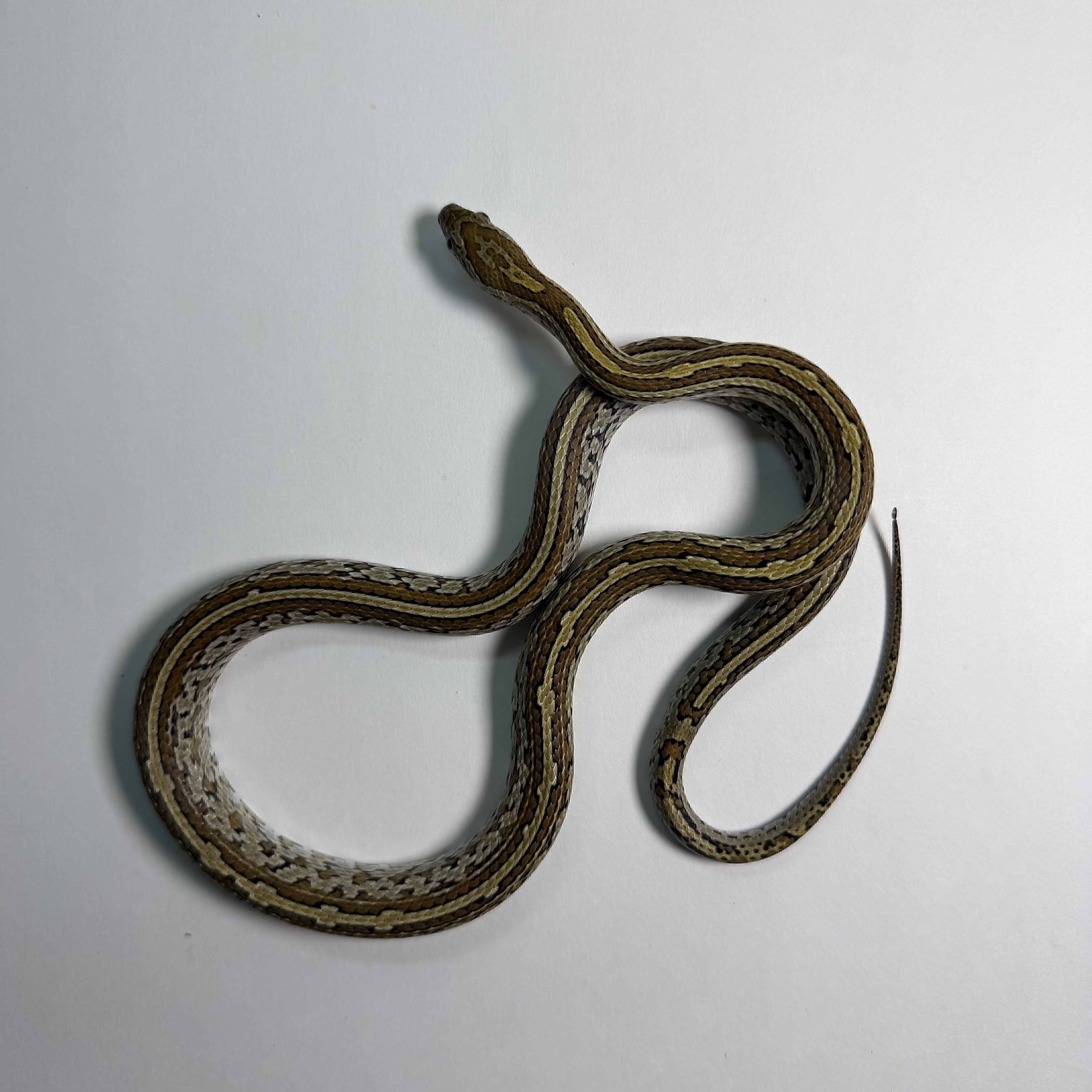 Caramel Tessera poss het Sunkissed