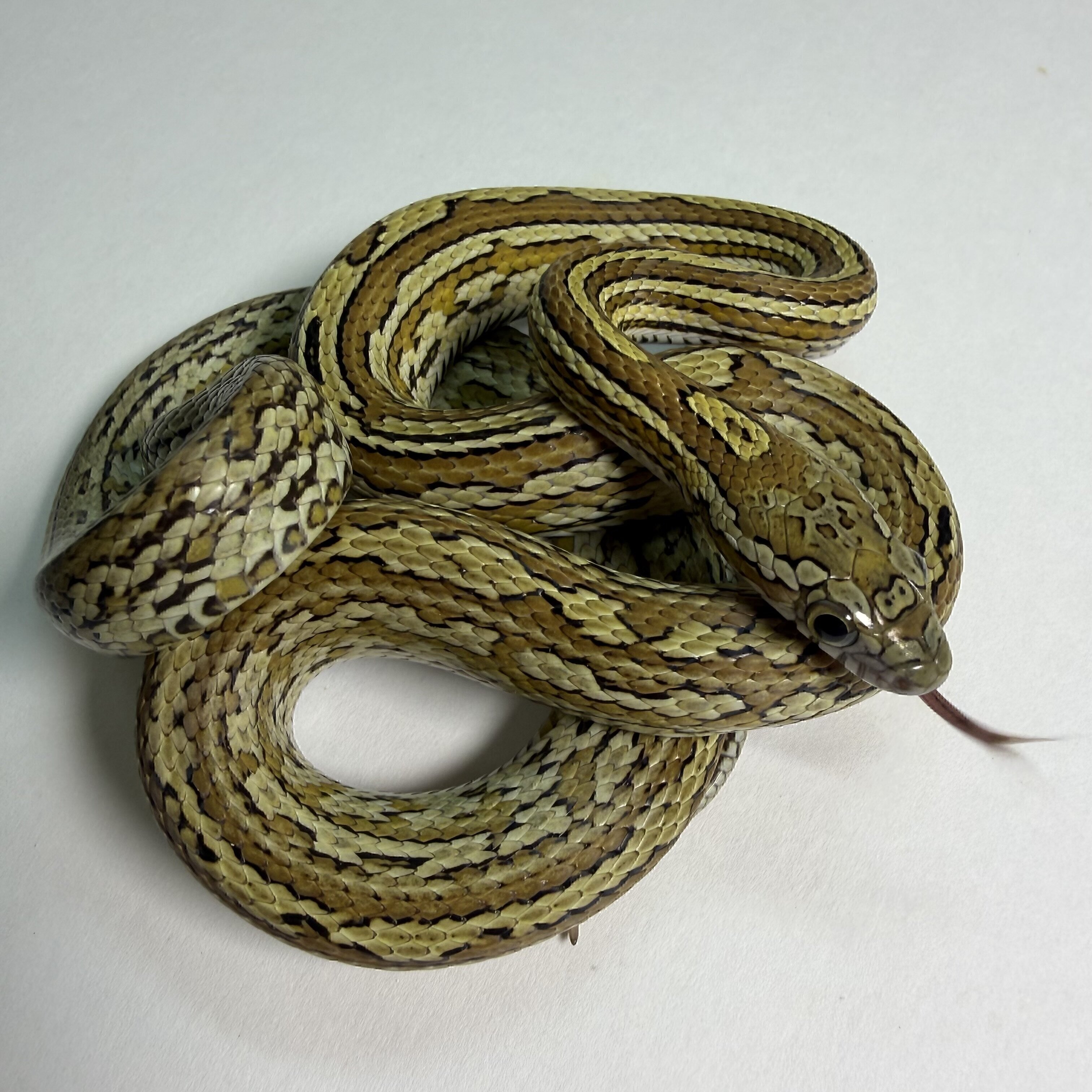 Caramel Tessera