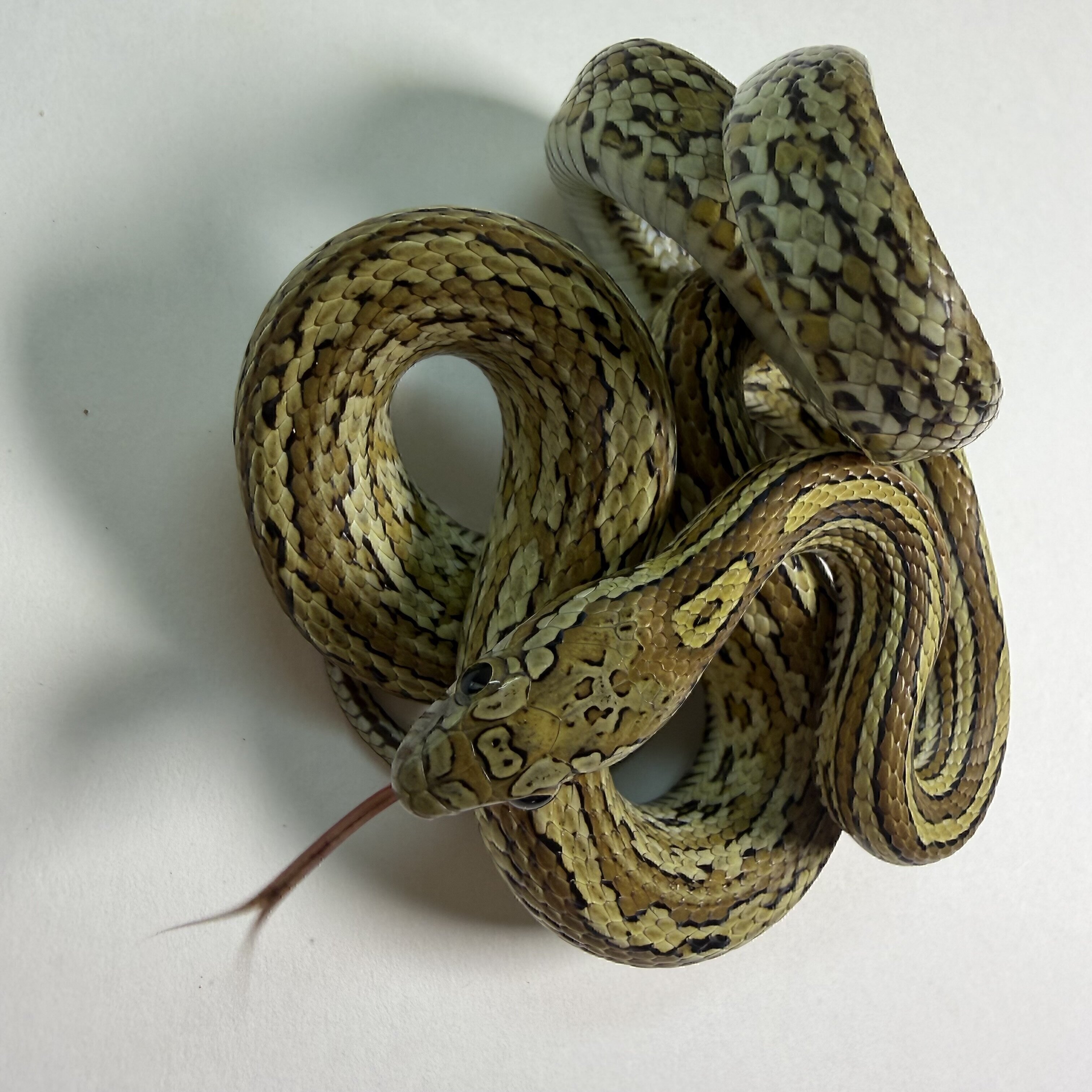 Caramel Tessera
