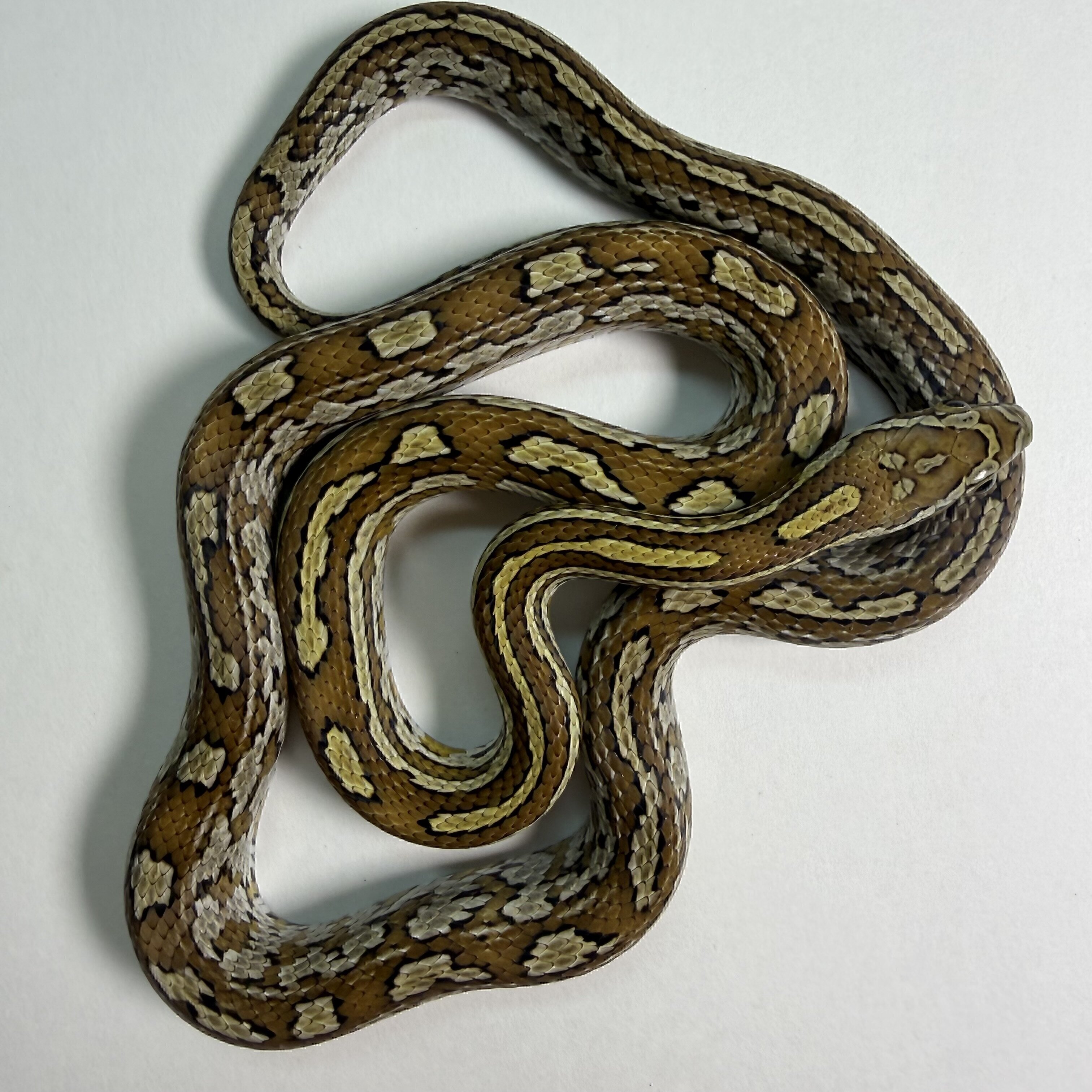 Caramel Tessera Corn Snake Female
