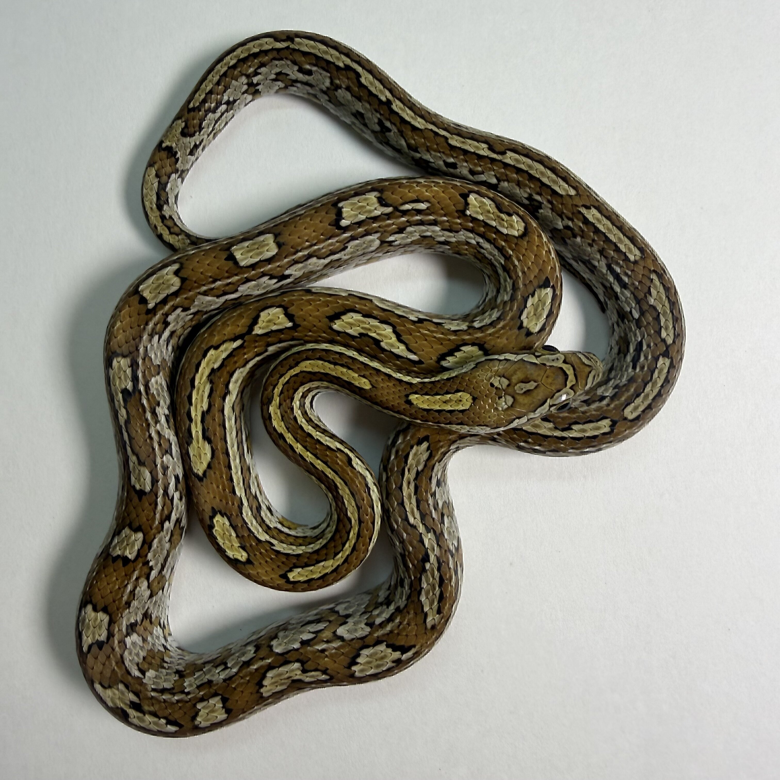 Caramel Tessera Corn Snake Female