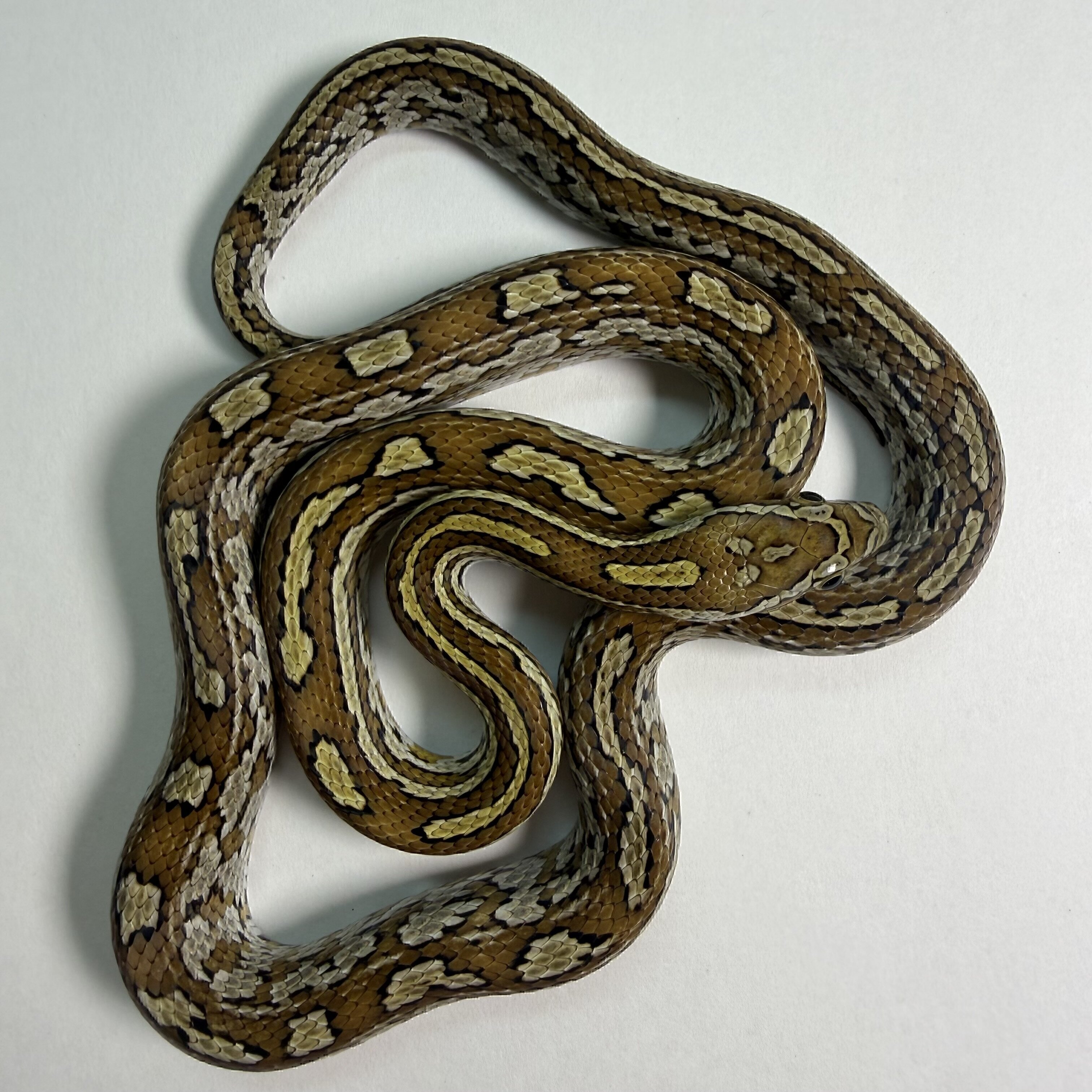 Caramel Tessera Corn Snake Female