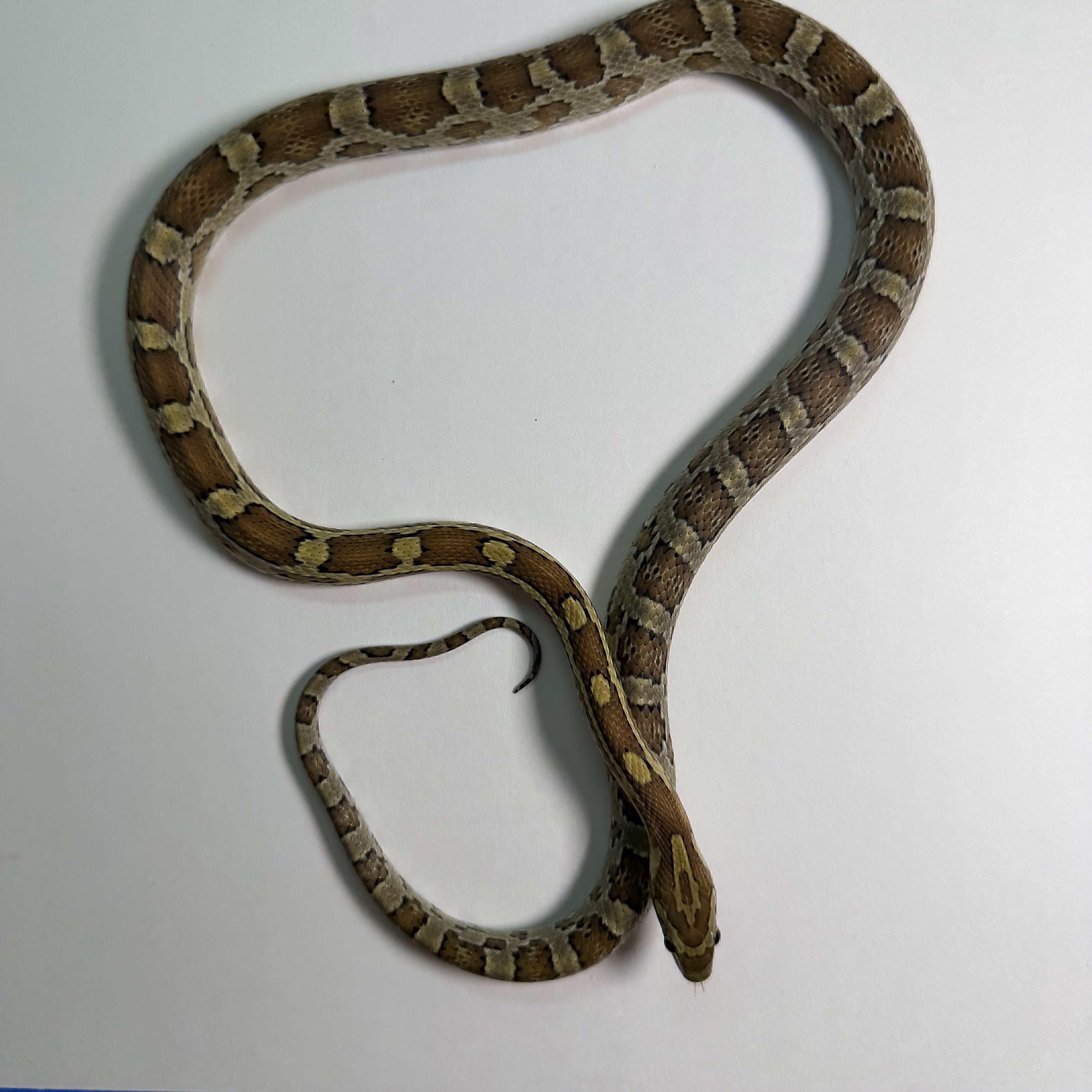 Caramel Corn Snake