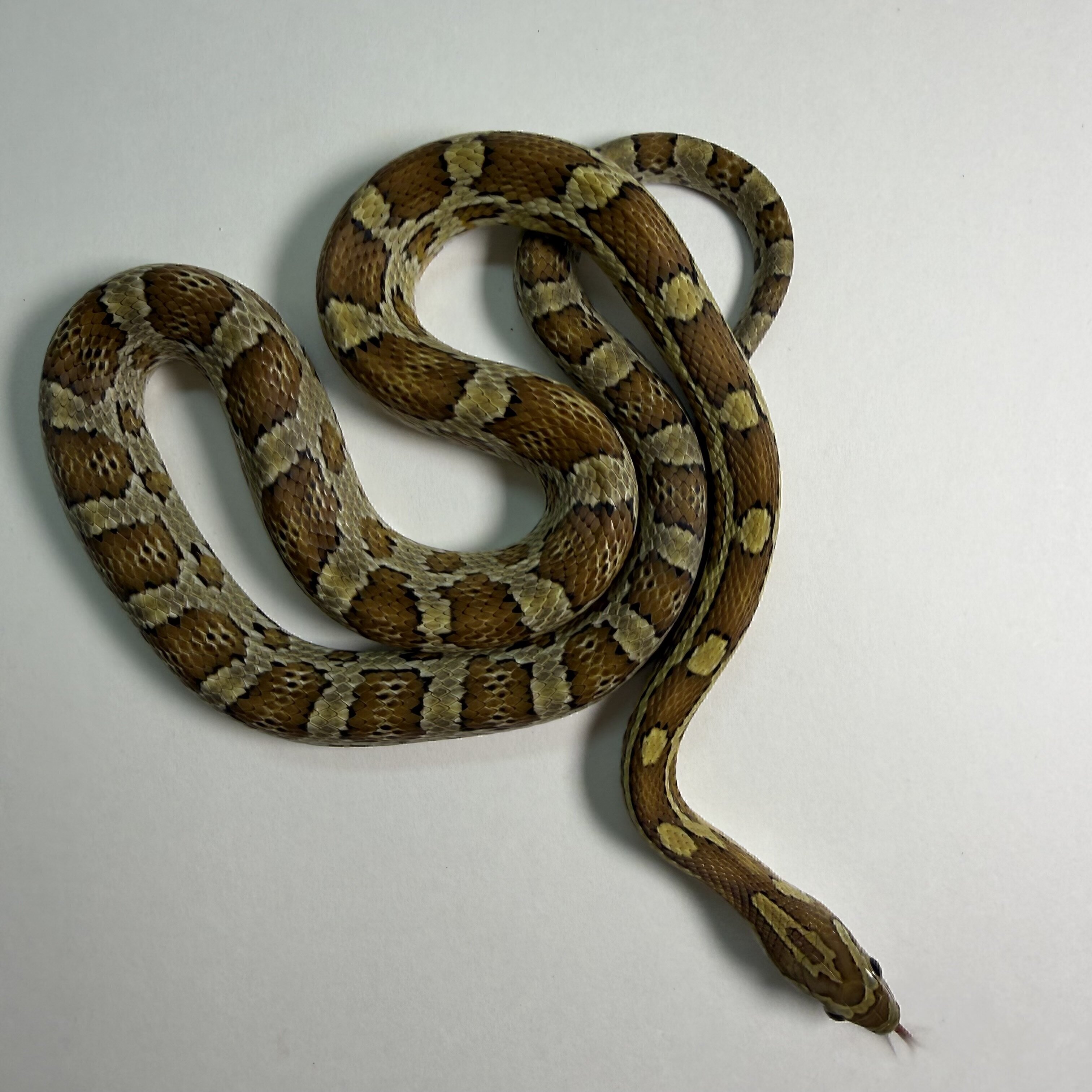 Caramel Corn Snake