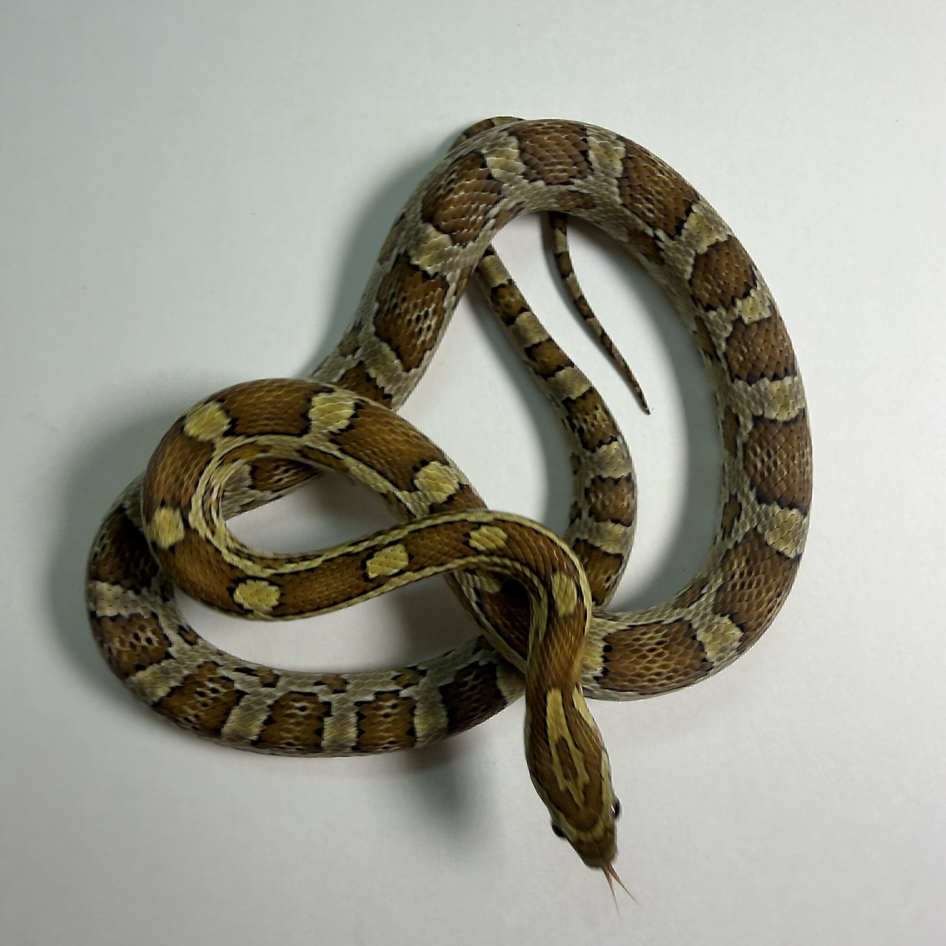 Caramel Corn Snake