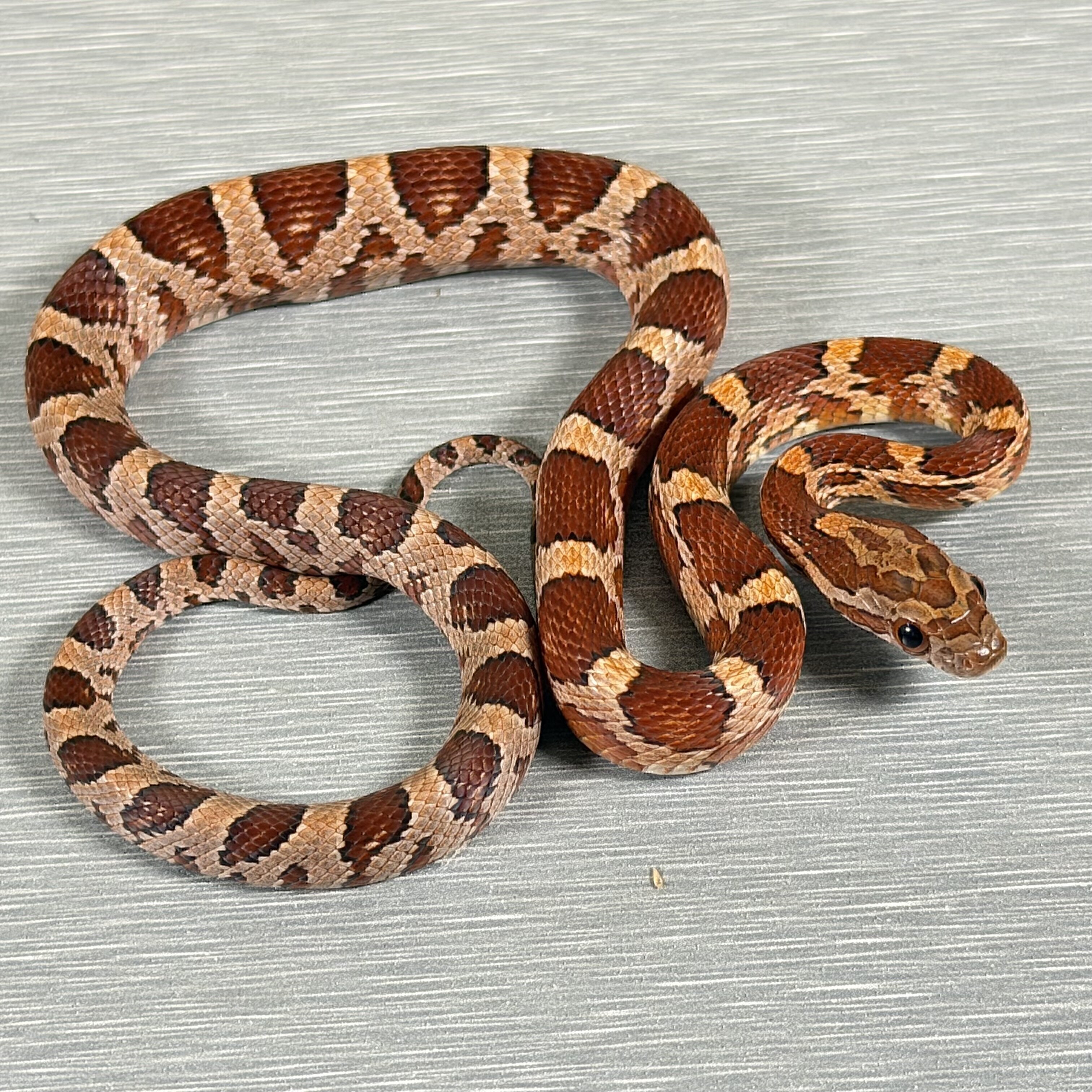 Classic Corn het Lavender, het Anery, het diffused, het Motley