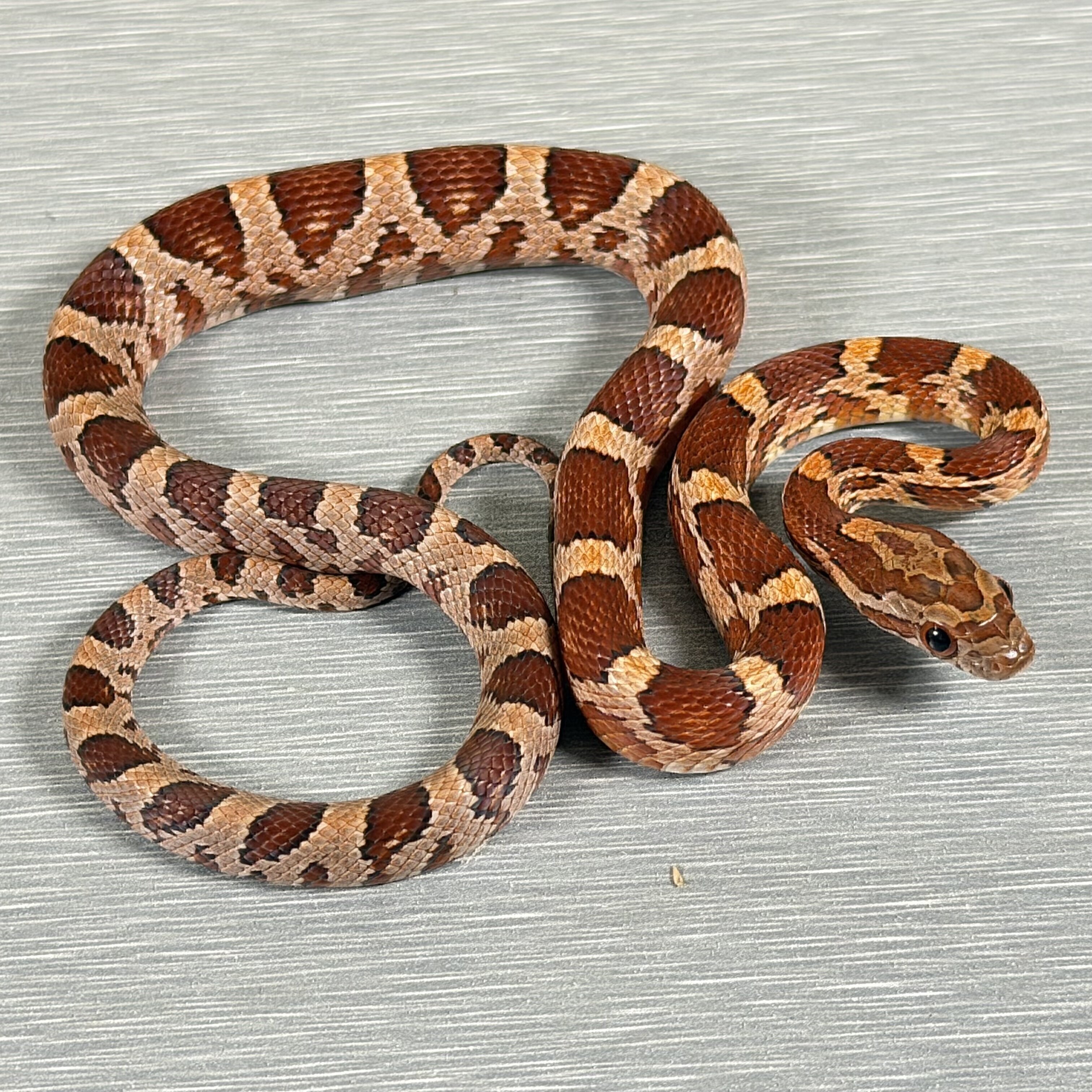 Classic Corn het Lavender, het Anery, het diffused, het Motley