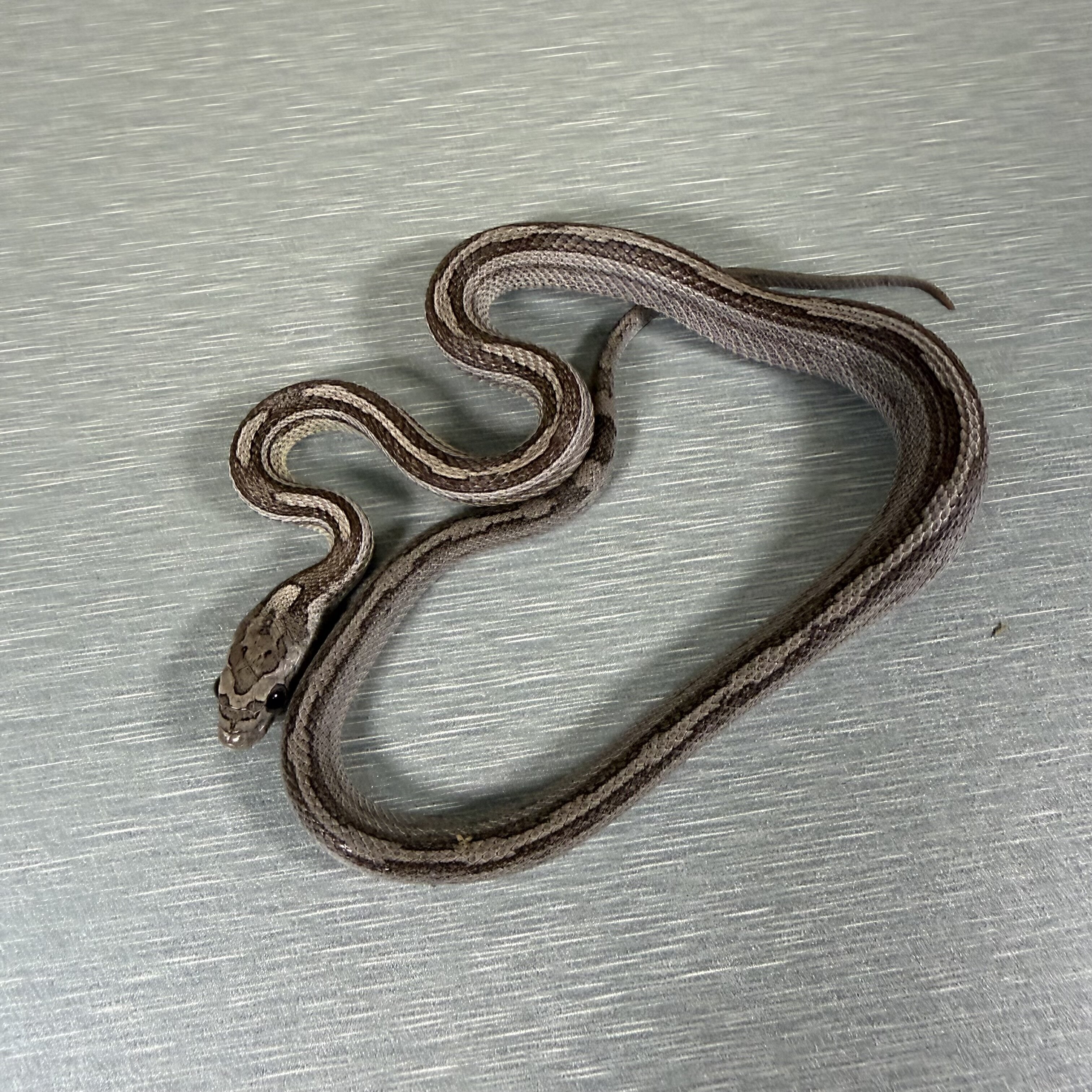 Motley/Stripe Ghost