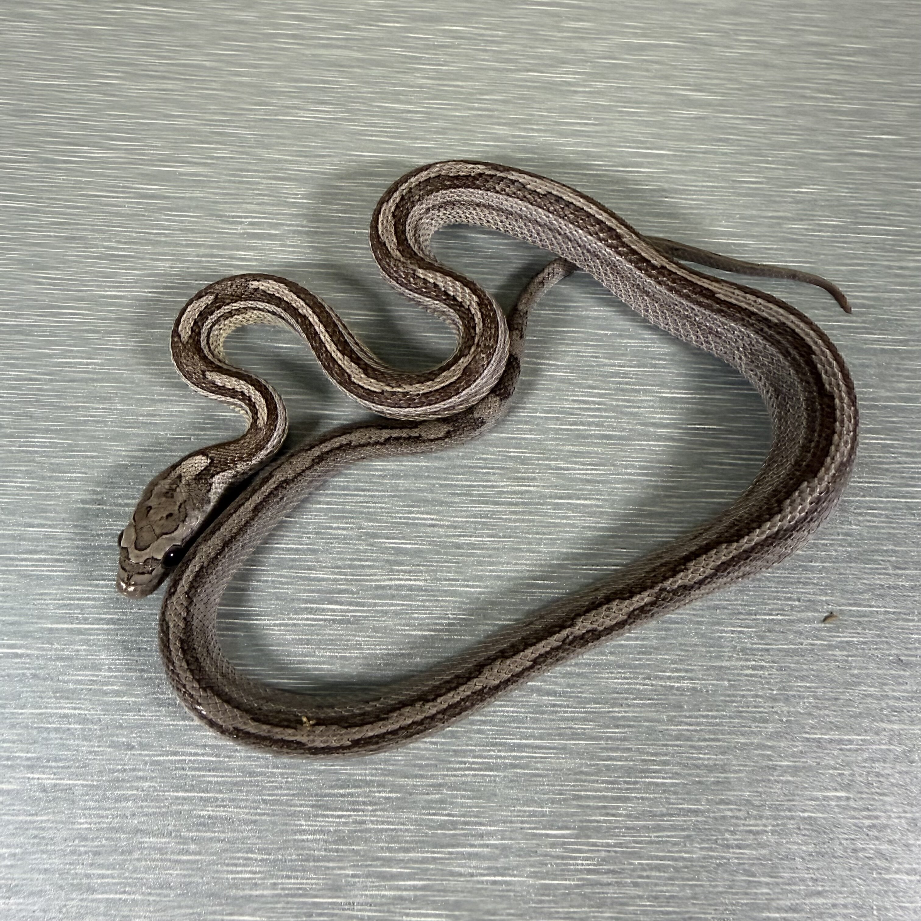 Motley/Stripe Ghost