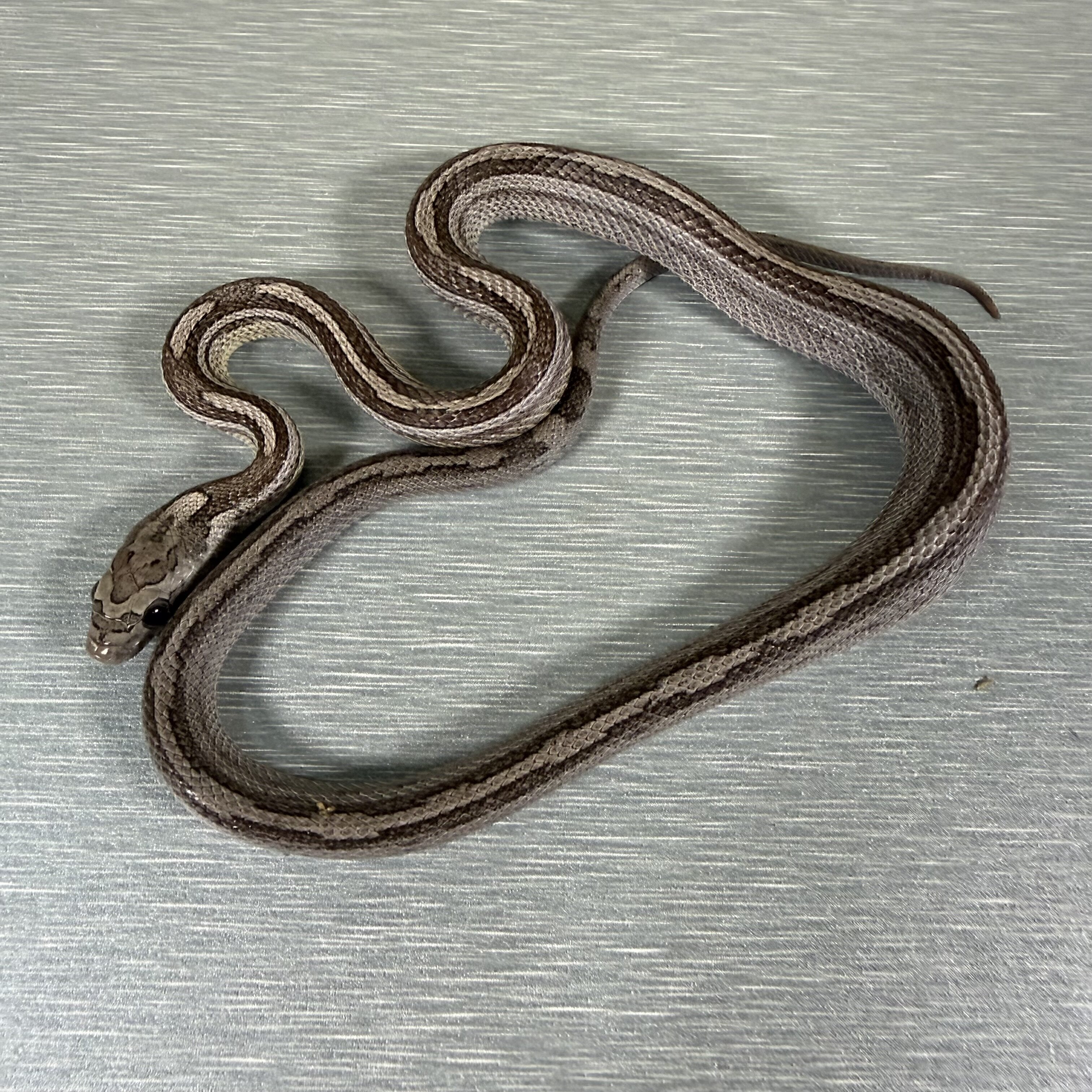 Motley/Stripe Ghost