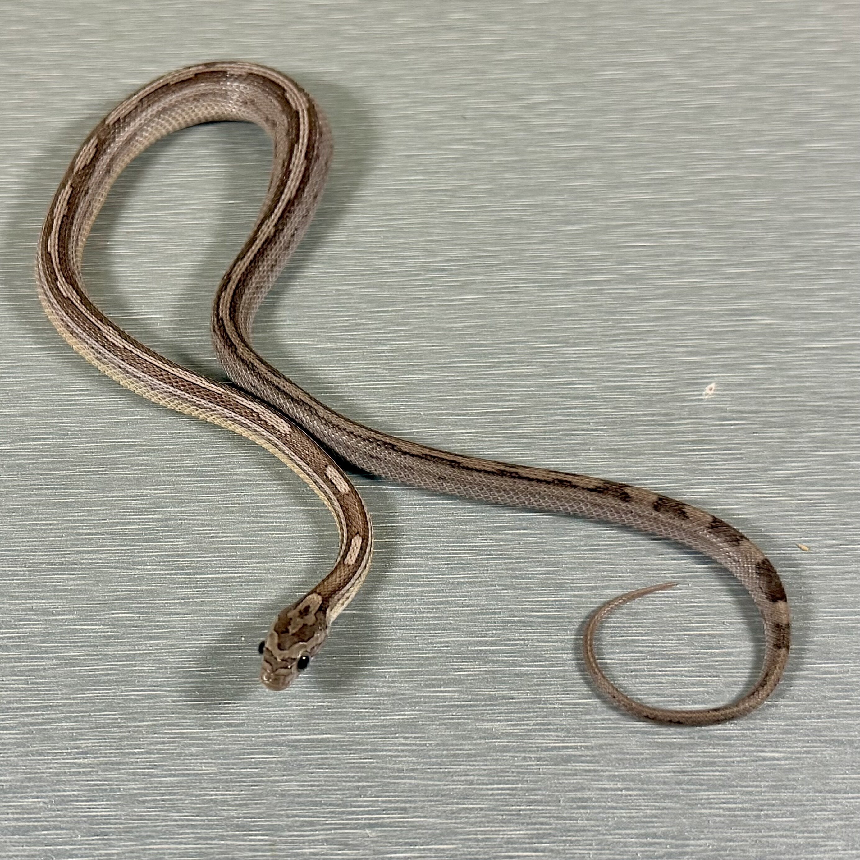 Motley/Stripe Ghost
