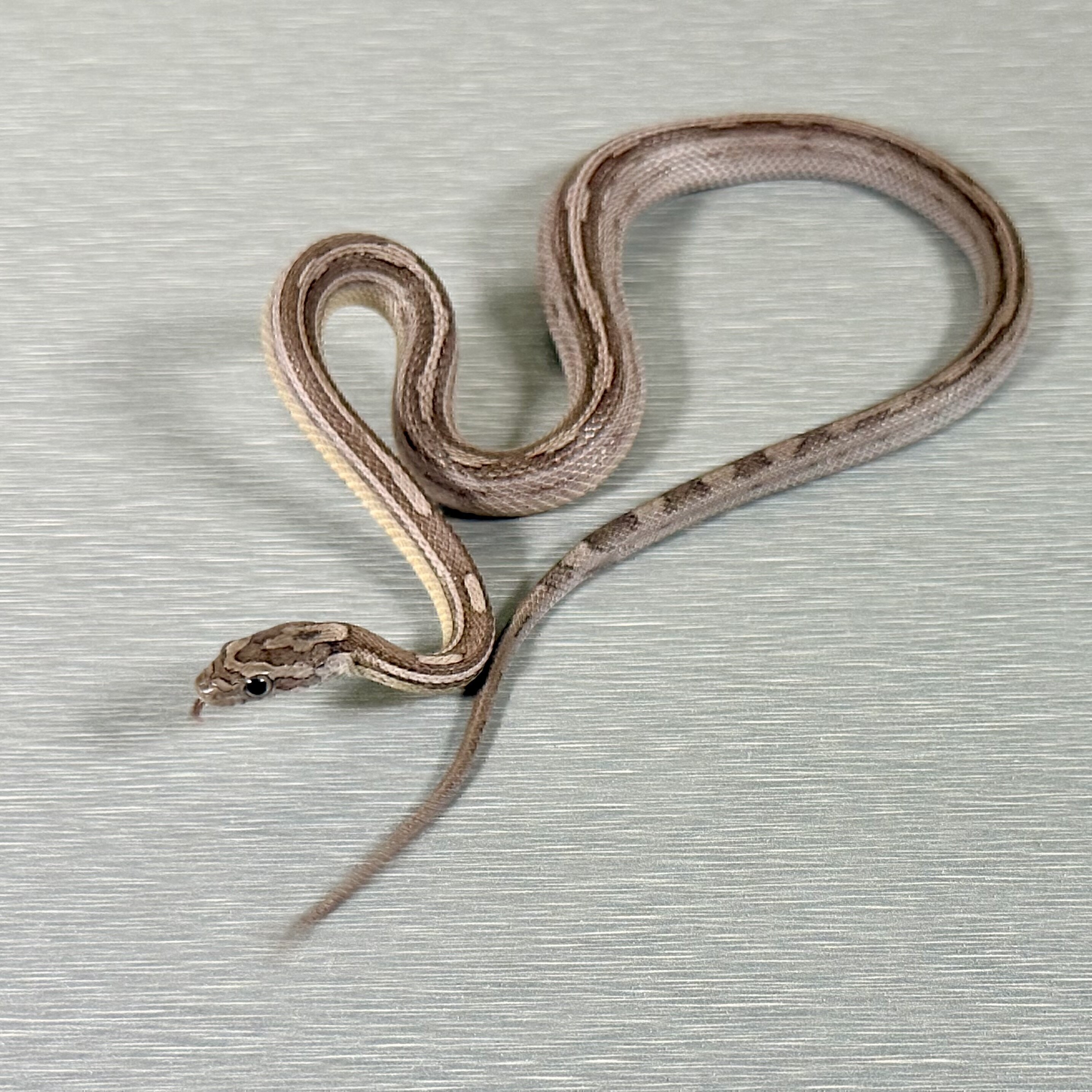 Motley/Stripe Ghost