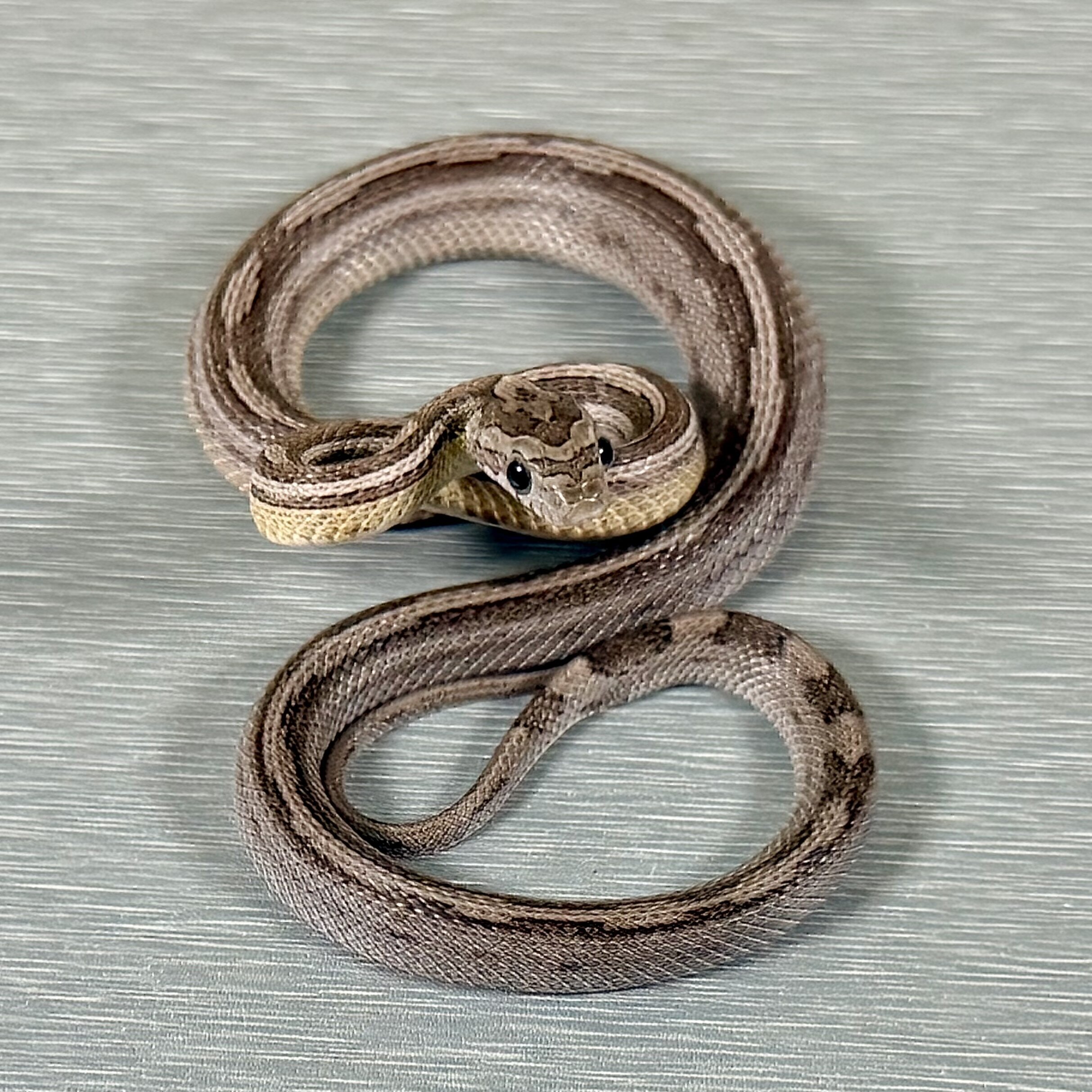Motley/Stripe Ghost