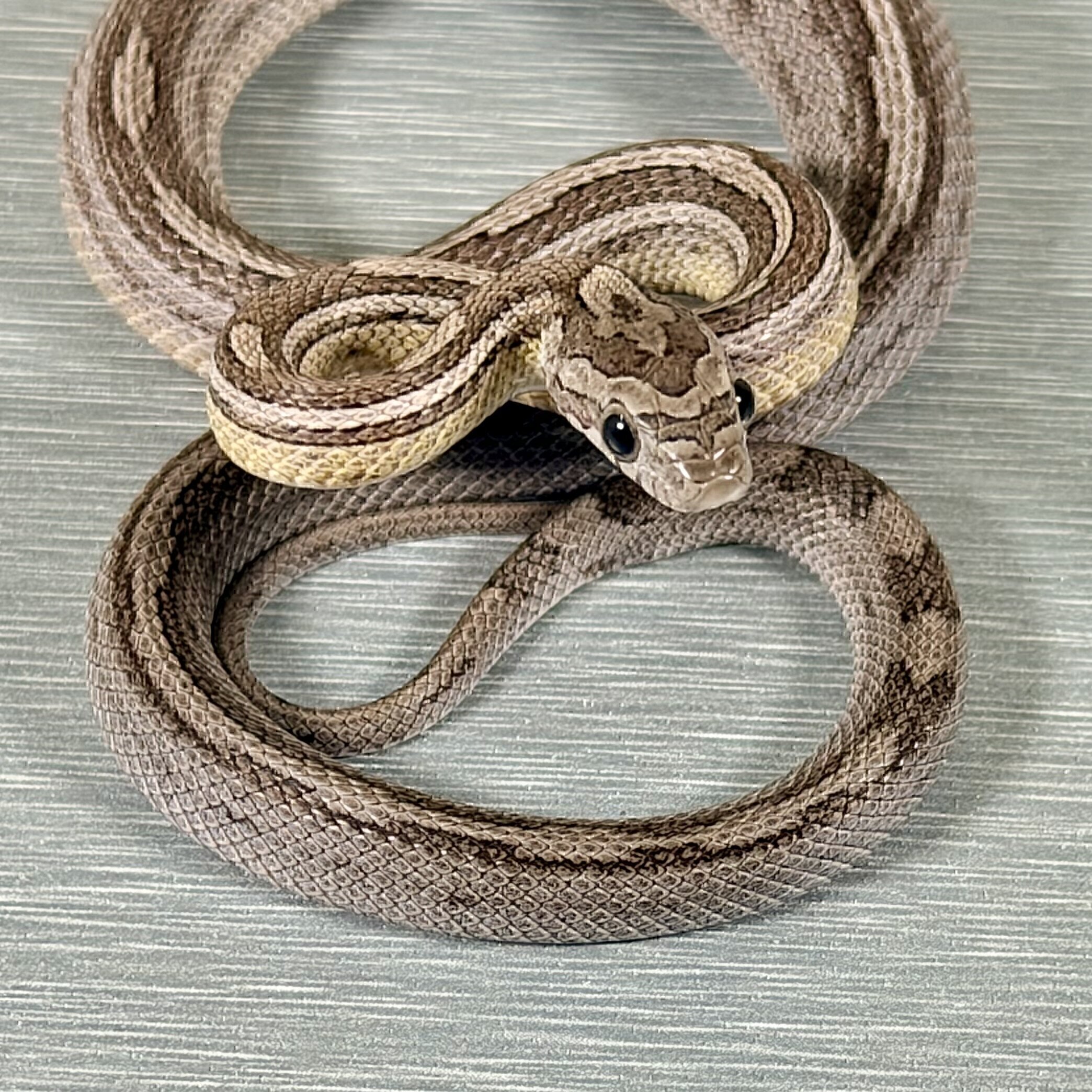 Motley/Stripe Ghost