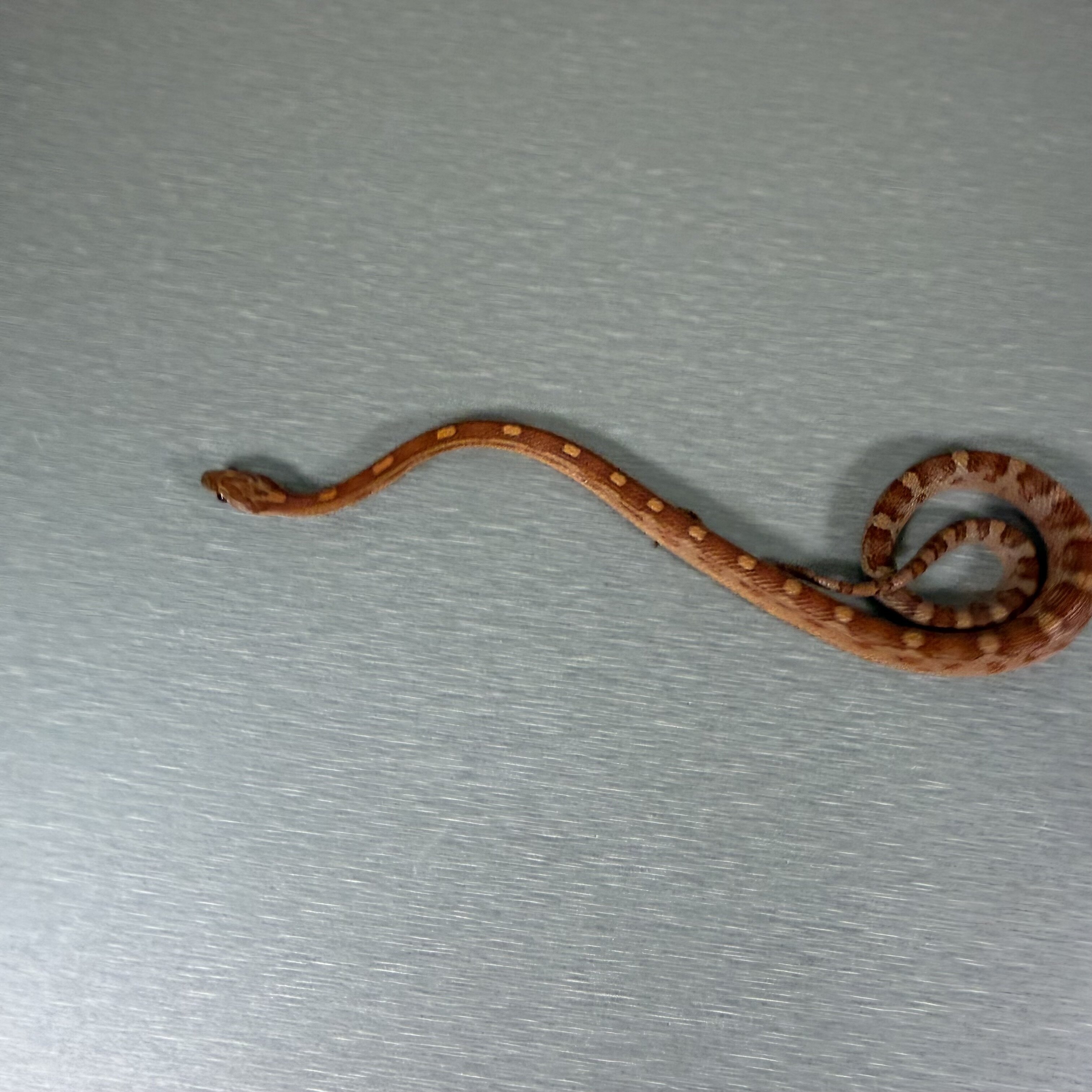 Motley Hypo het Lavender Het Anery pos het Caramel