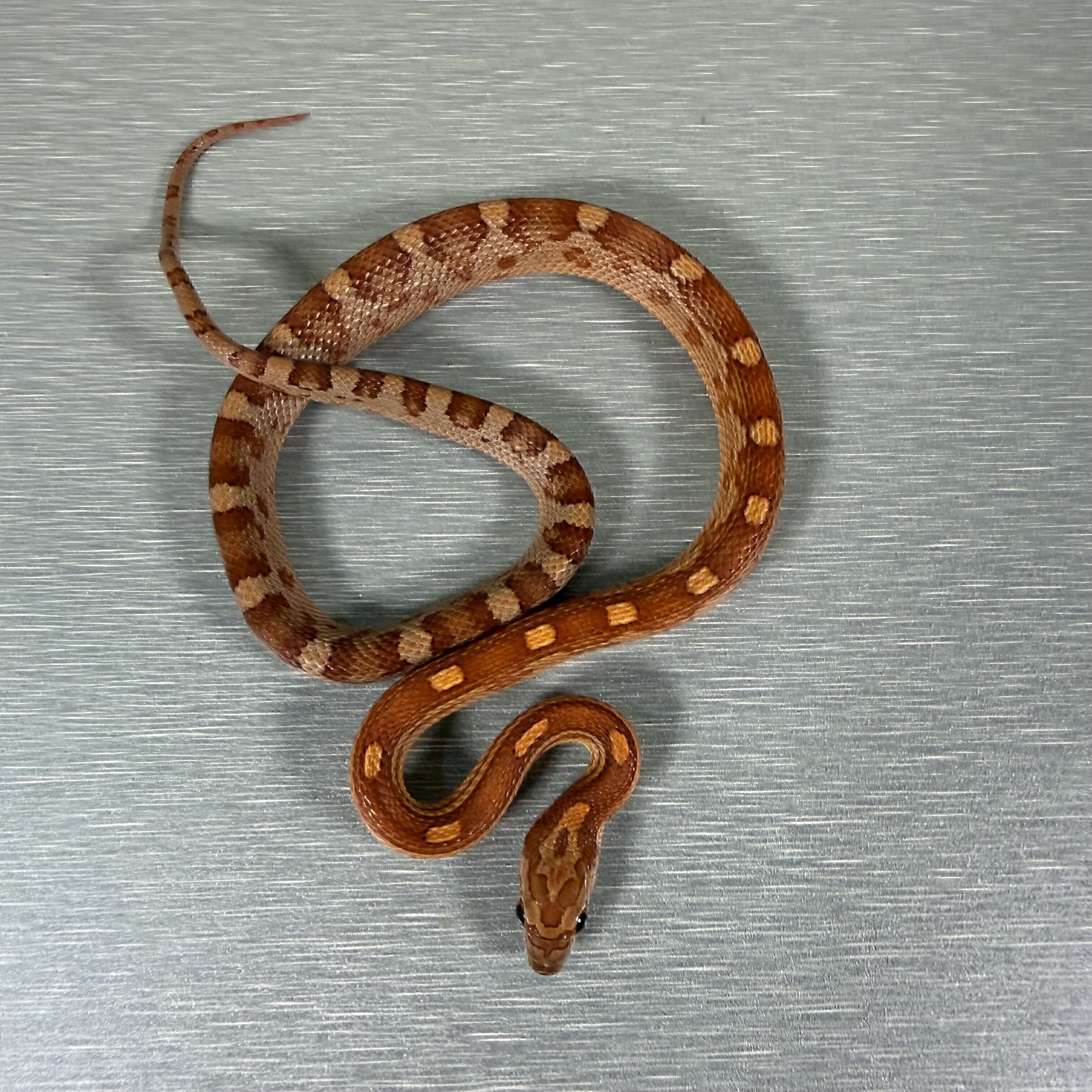 Motley Hypo het Lavender Het Anery pos het Caramel
