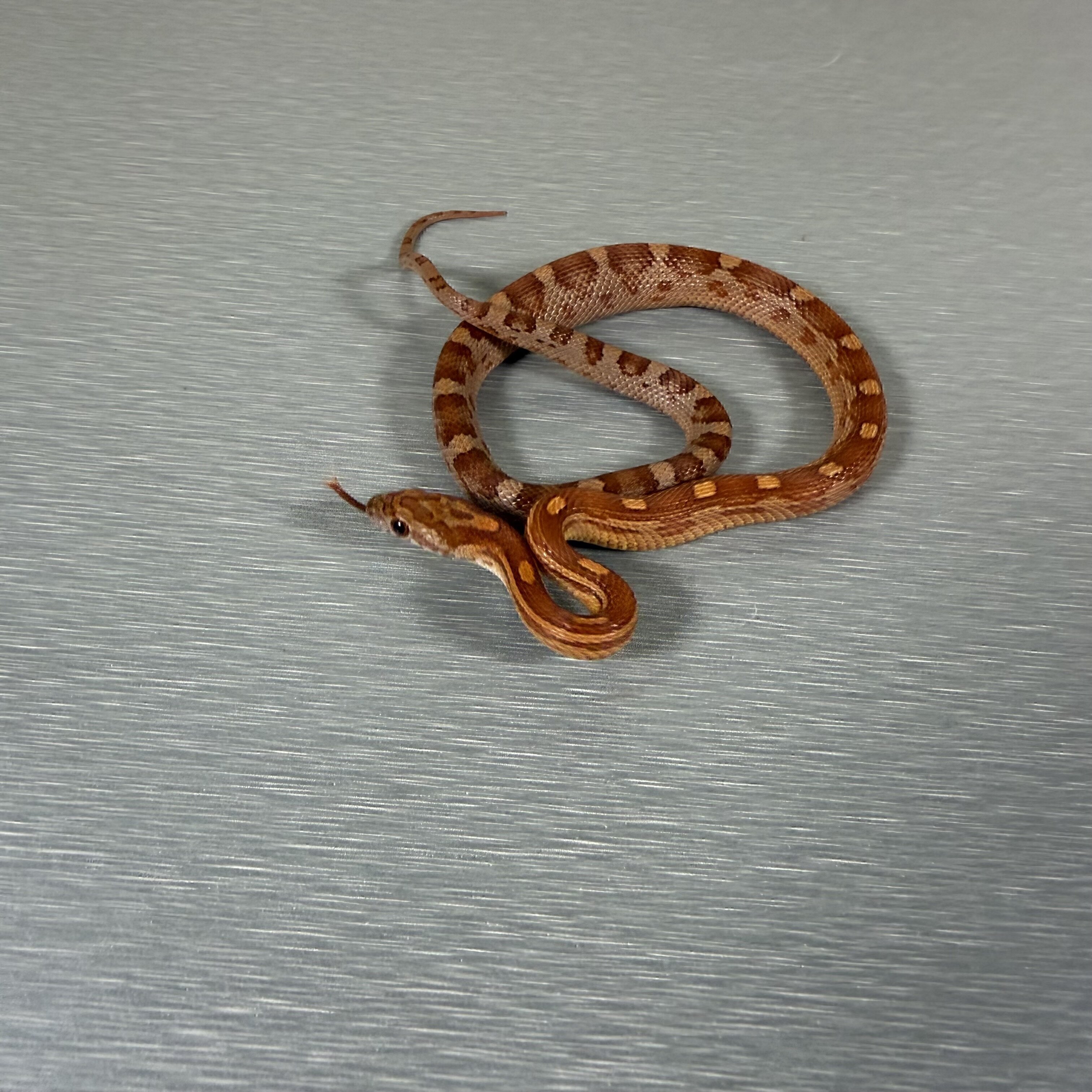 Motley Hypo het Lavender Het Anery pos het Caramel
