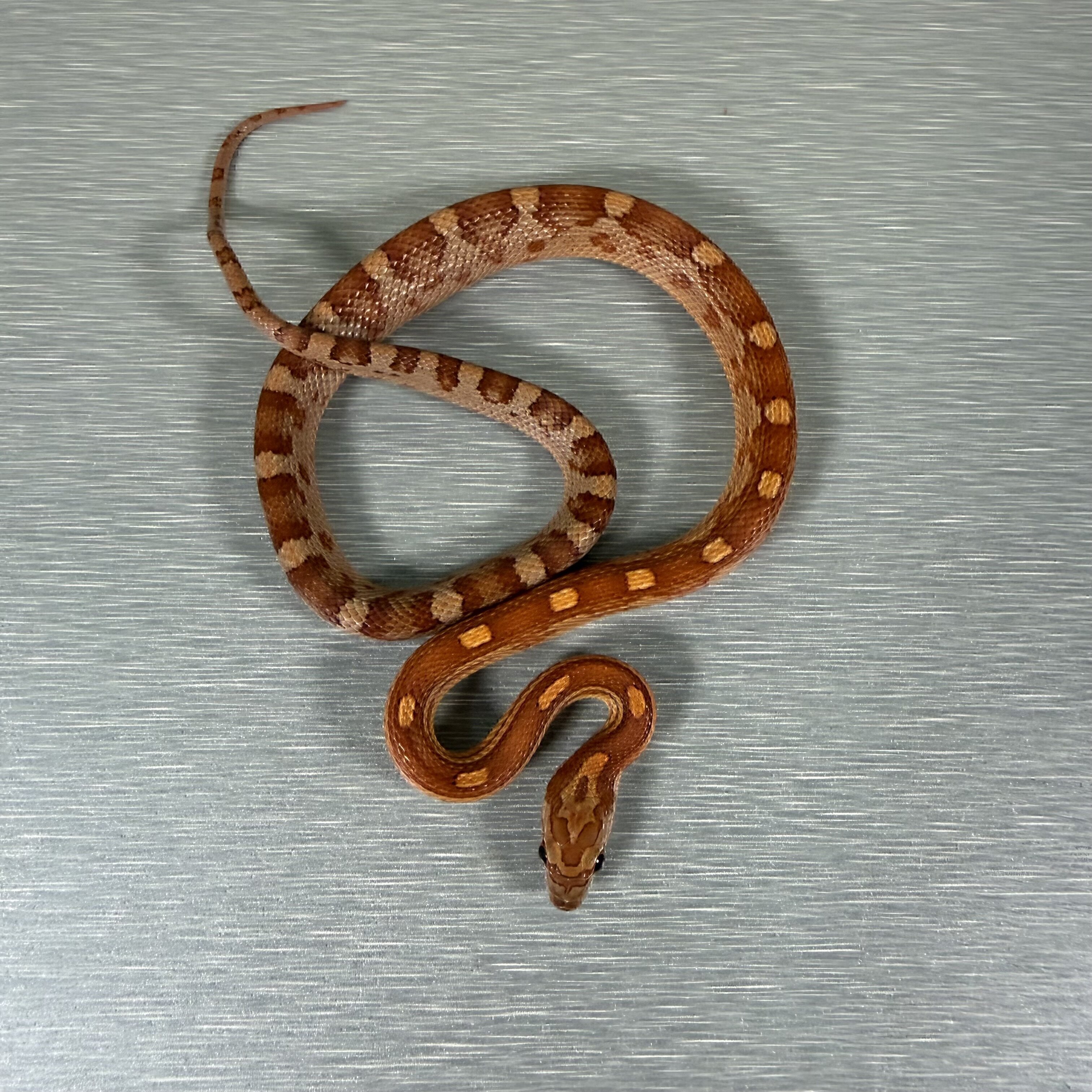 Motley Hypo het Lavender Het Anery pos het Caramel