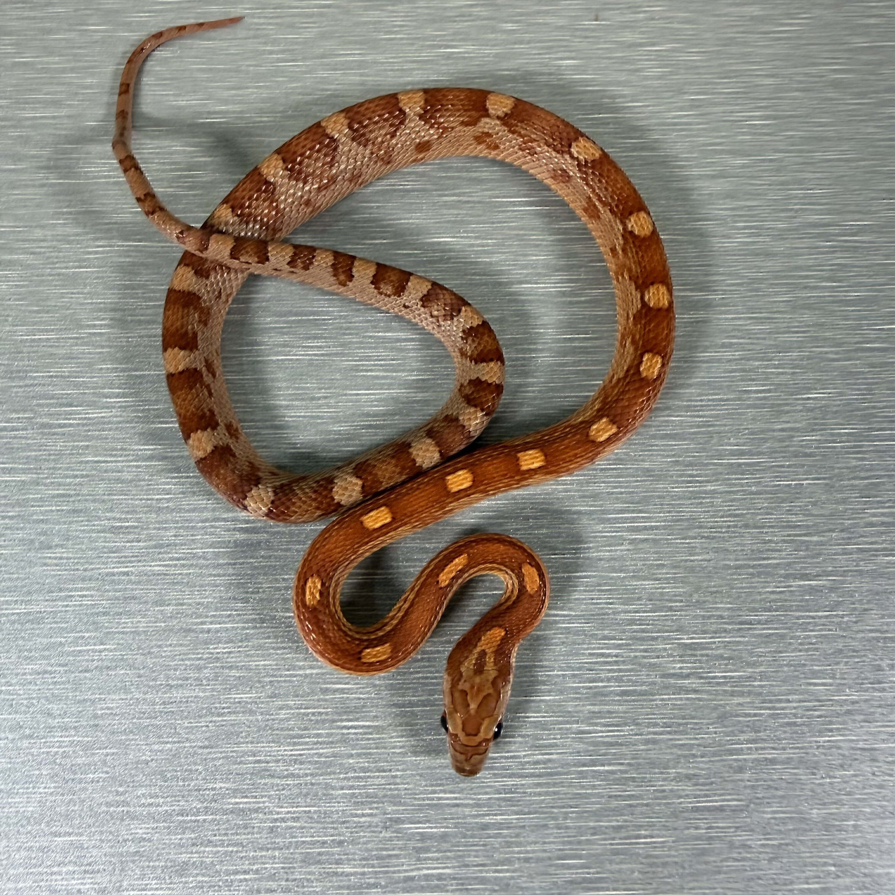 Motley Hypo het Lavender Het Anery pos het Caramel
