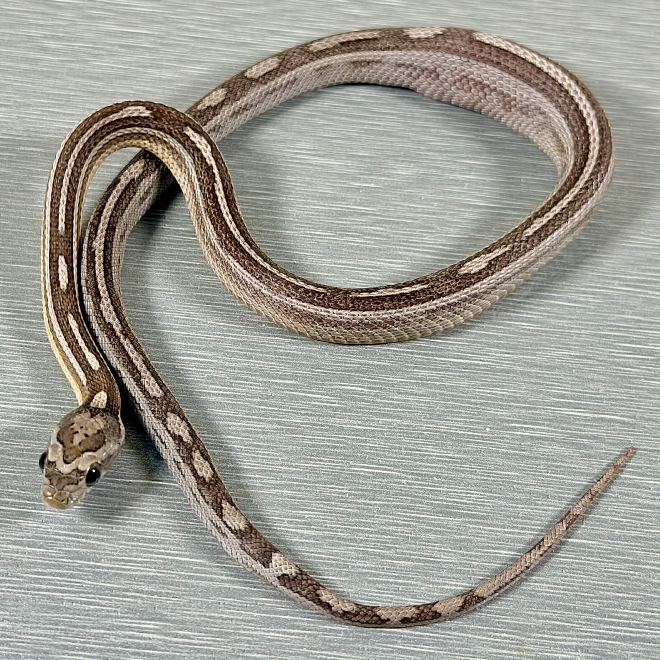 Motley/Stripe Ghost