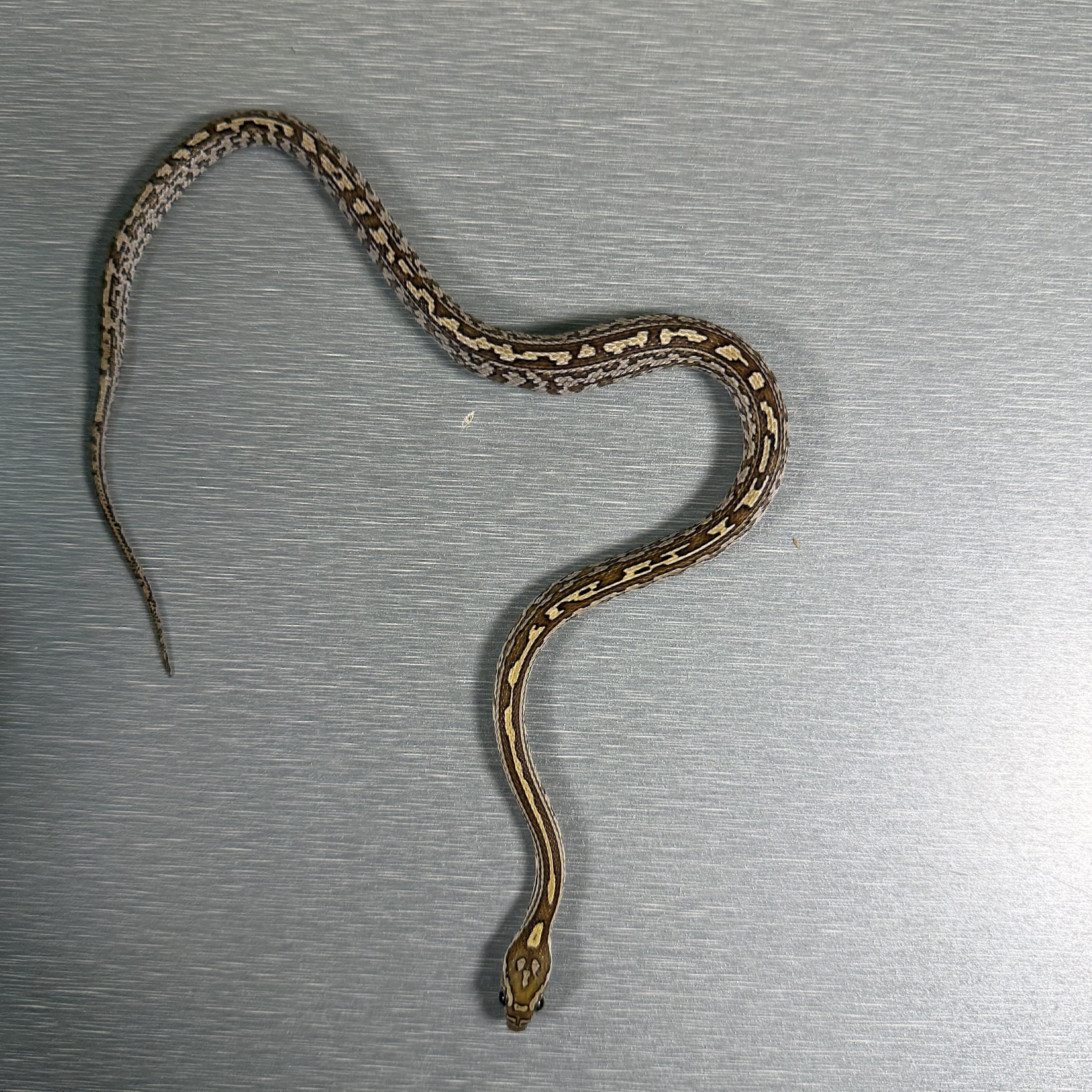 Caramel Tessera poss het Sunkissed