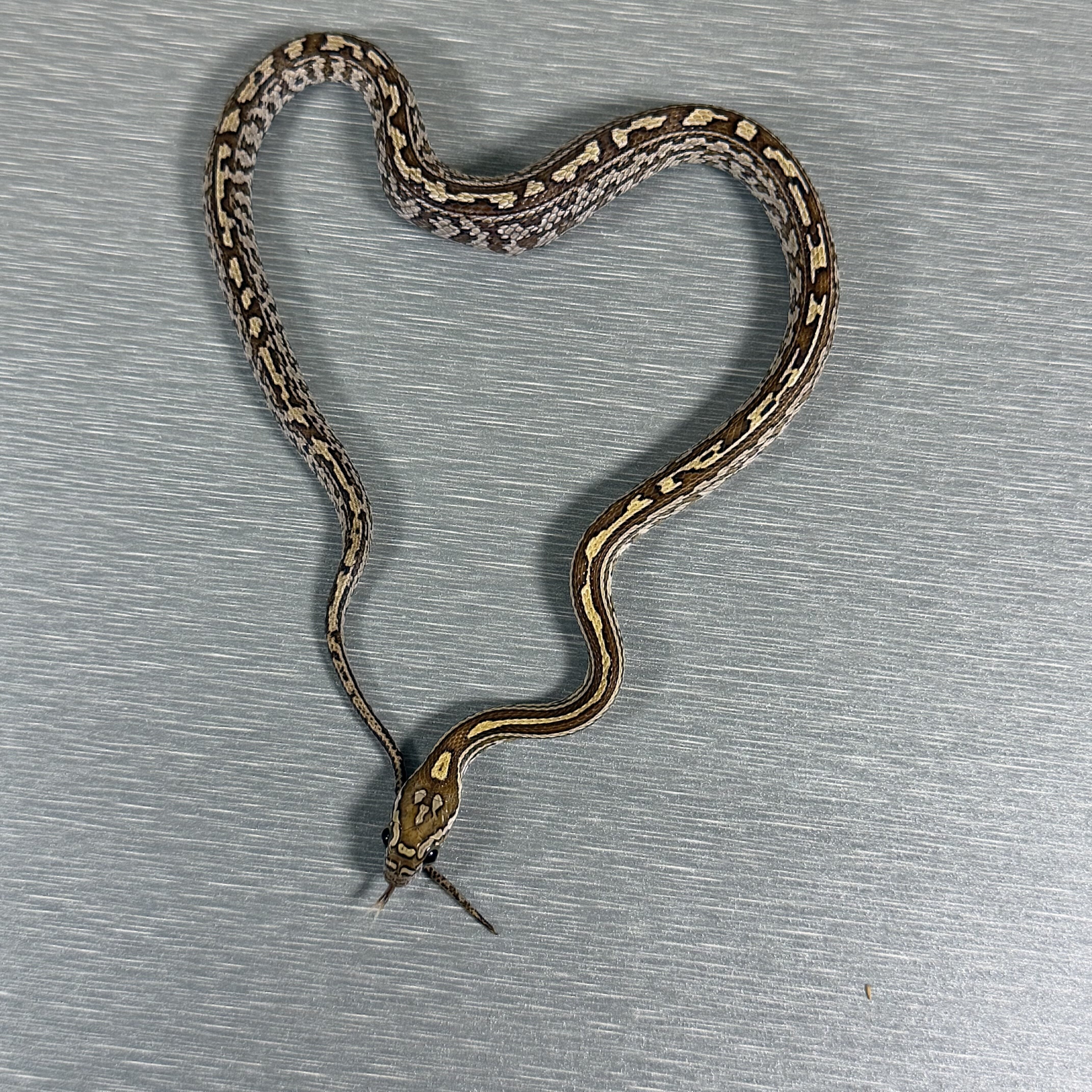 Caramel Tessera poss het Sunkissed