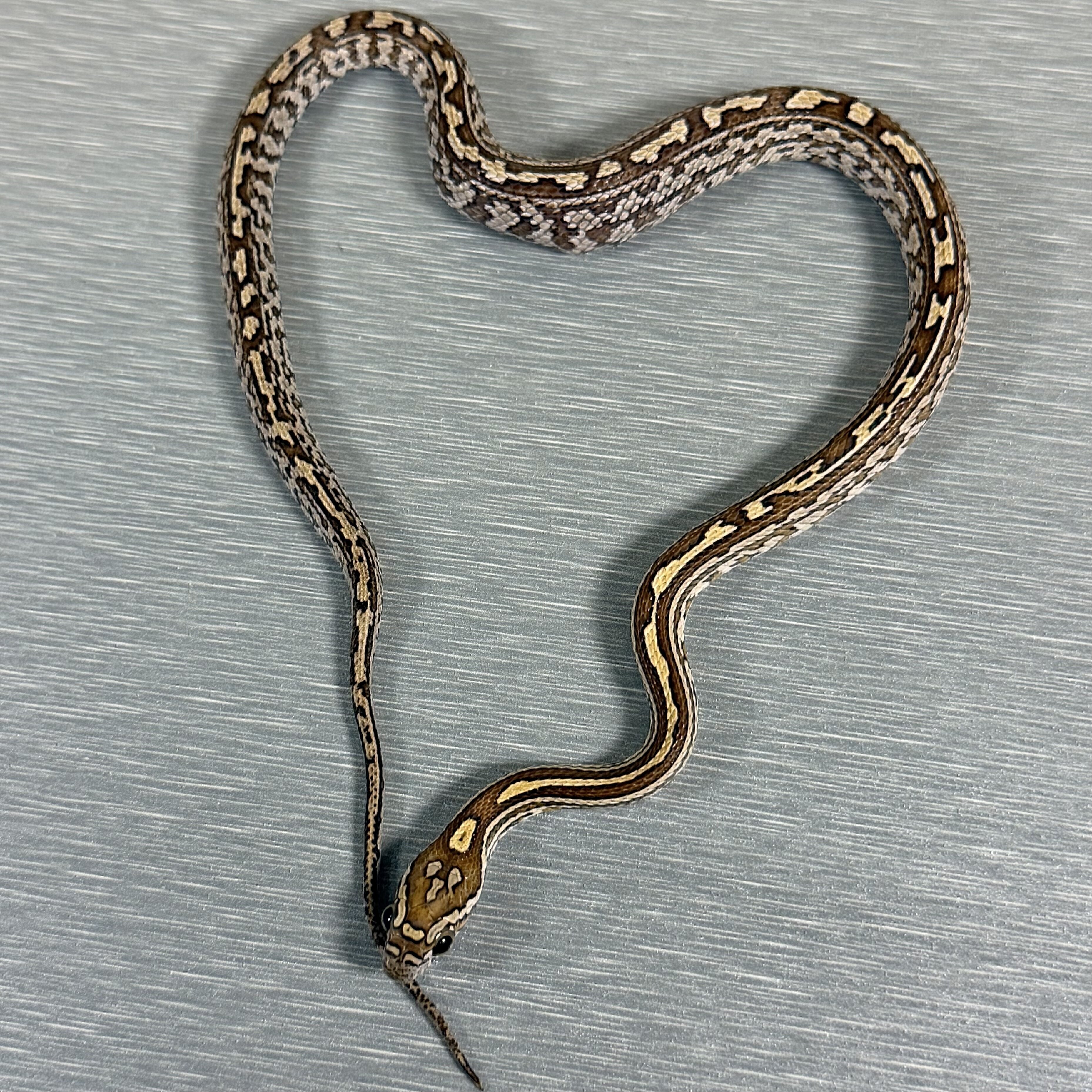 Caramel Tessera poss het Sunkissed