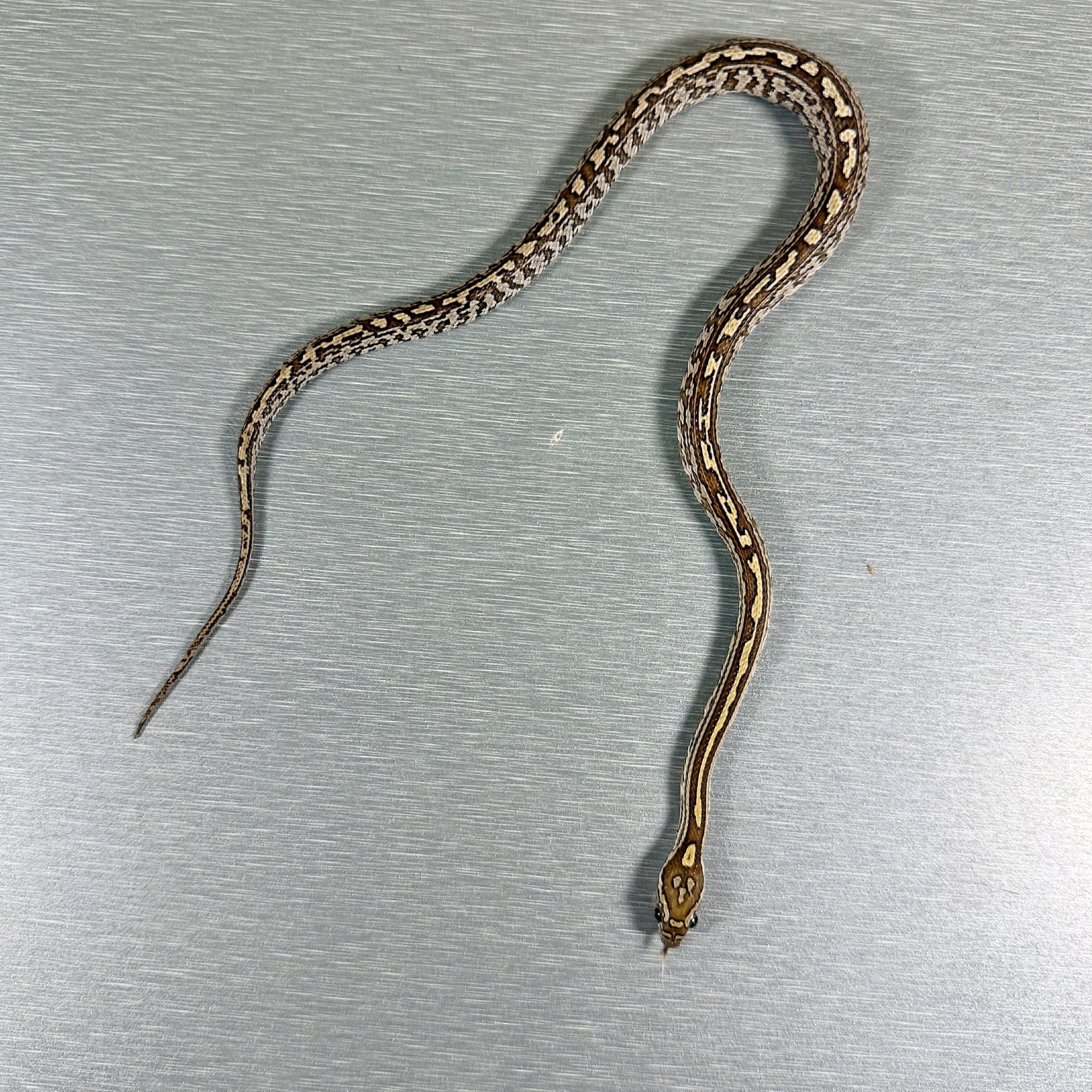Caramel Tessera poss het Sunkissed