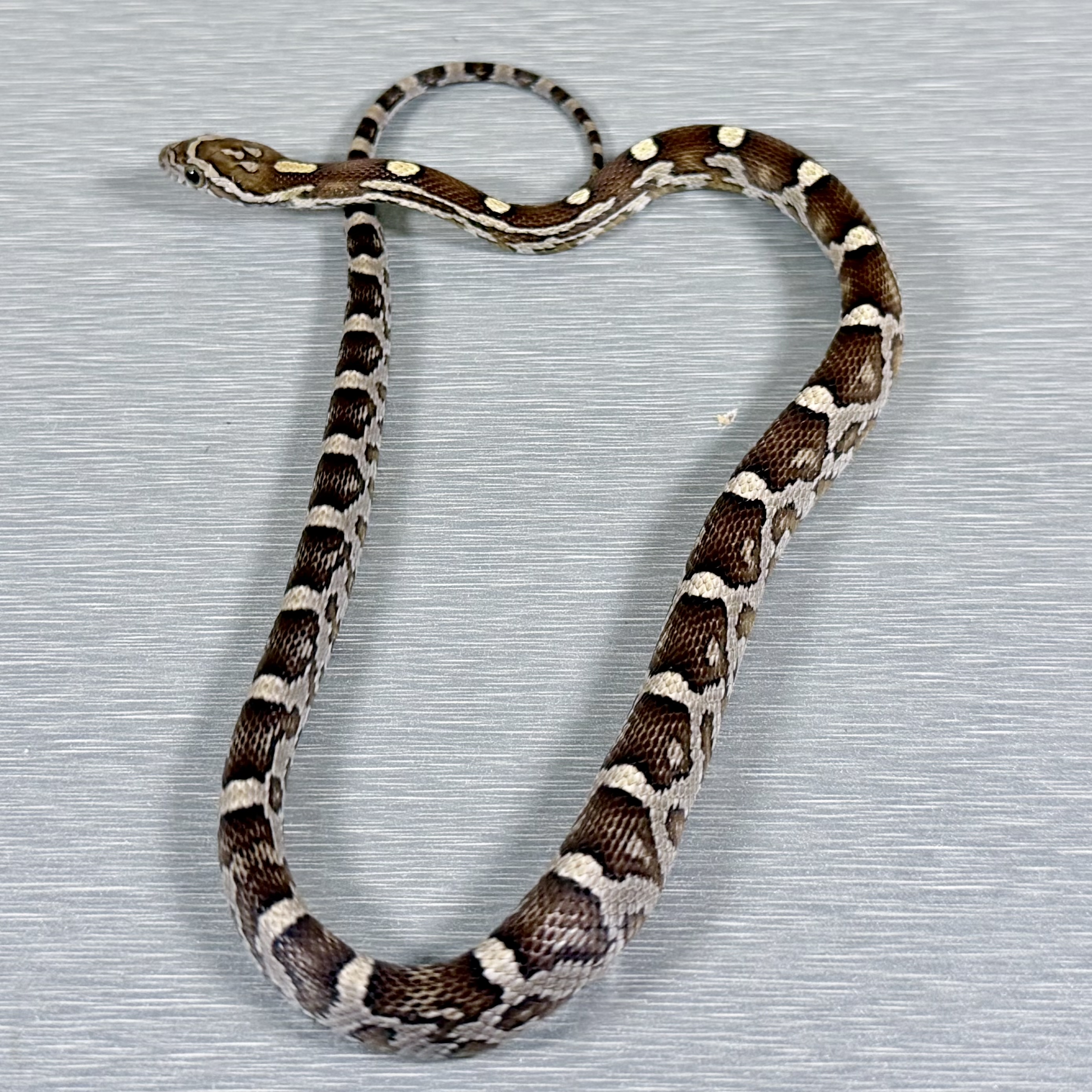 Caramel 66% Poss Het Sunkissed