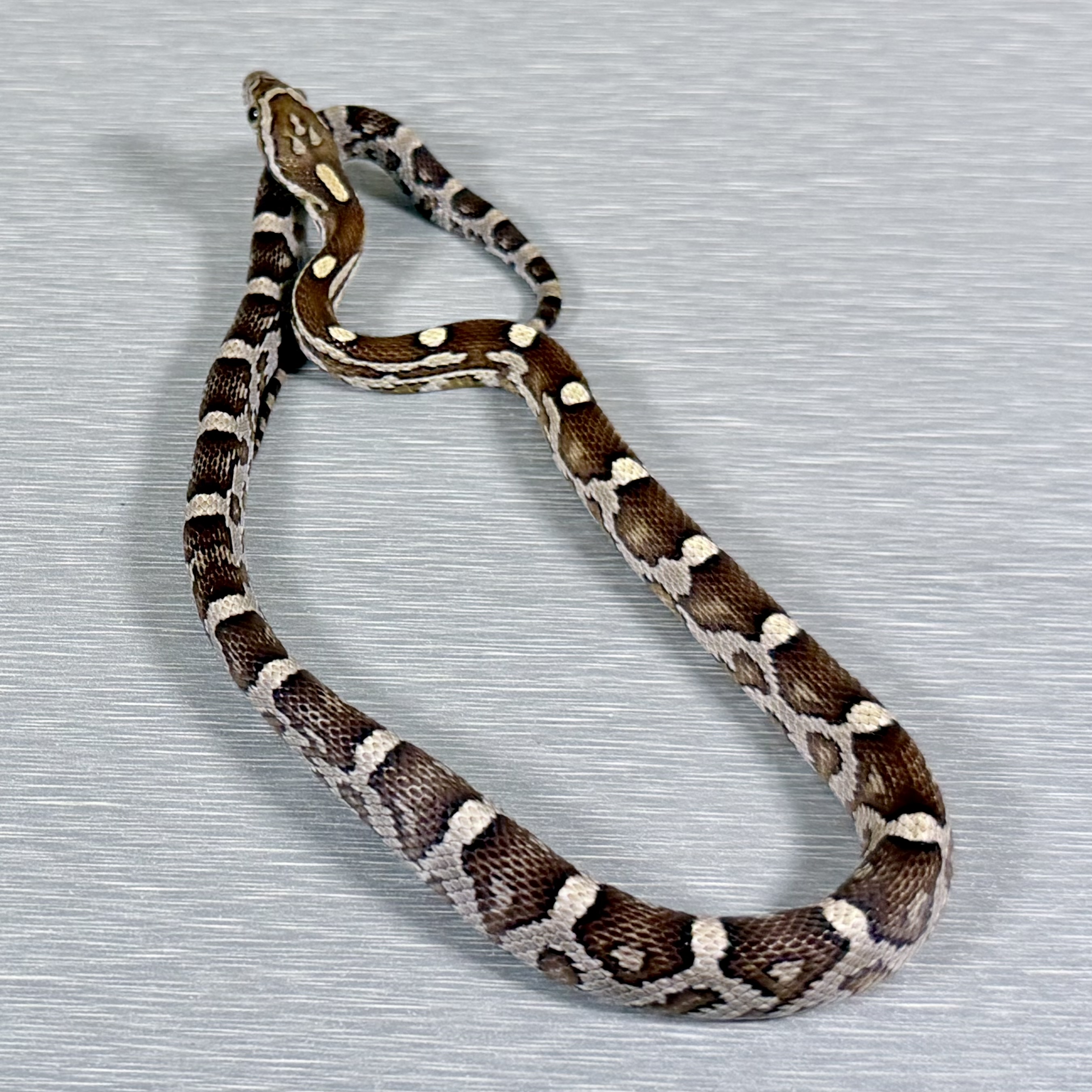 Caramel 66% Poss Het Sunkissed