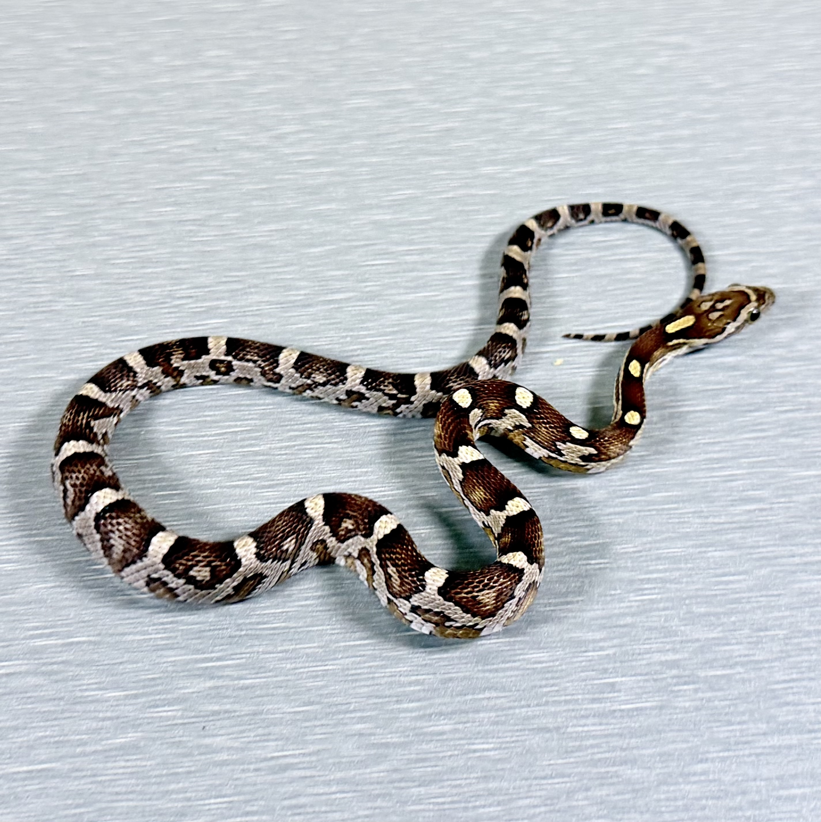 Caramel 66% Poss Het Sunkissed