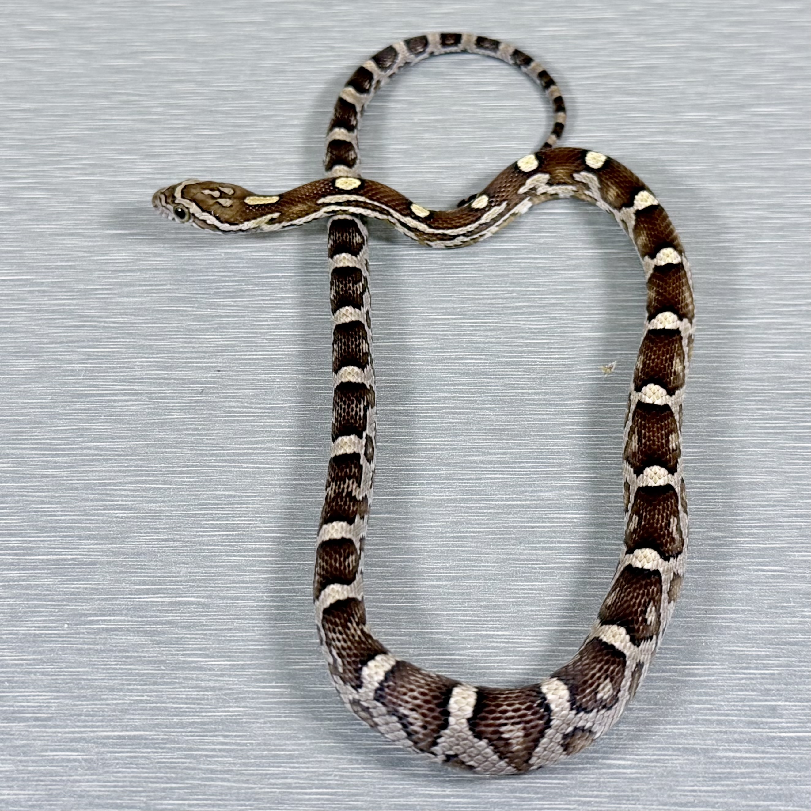 Caramel 66% Poss Het Sunkissed