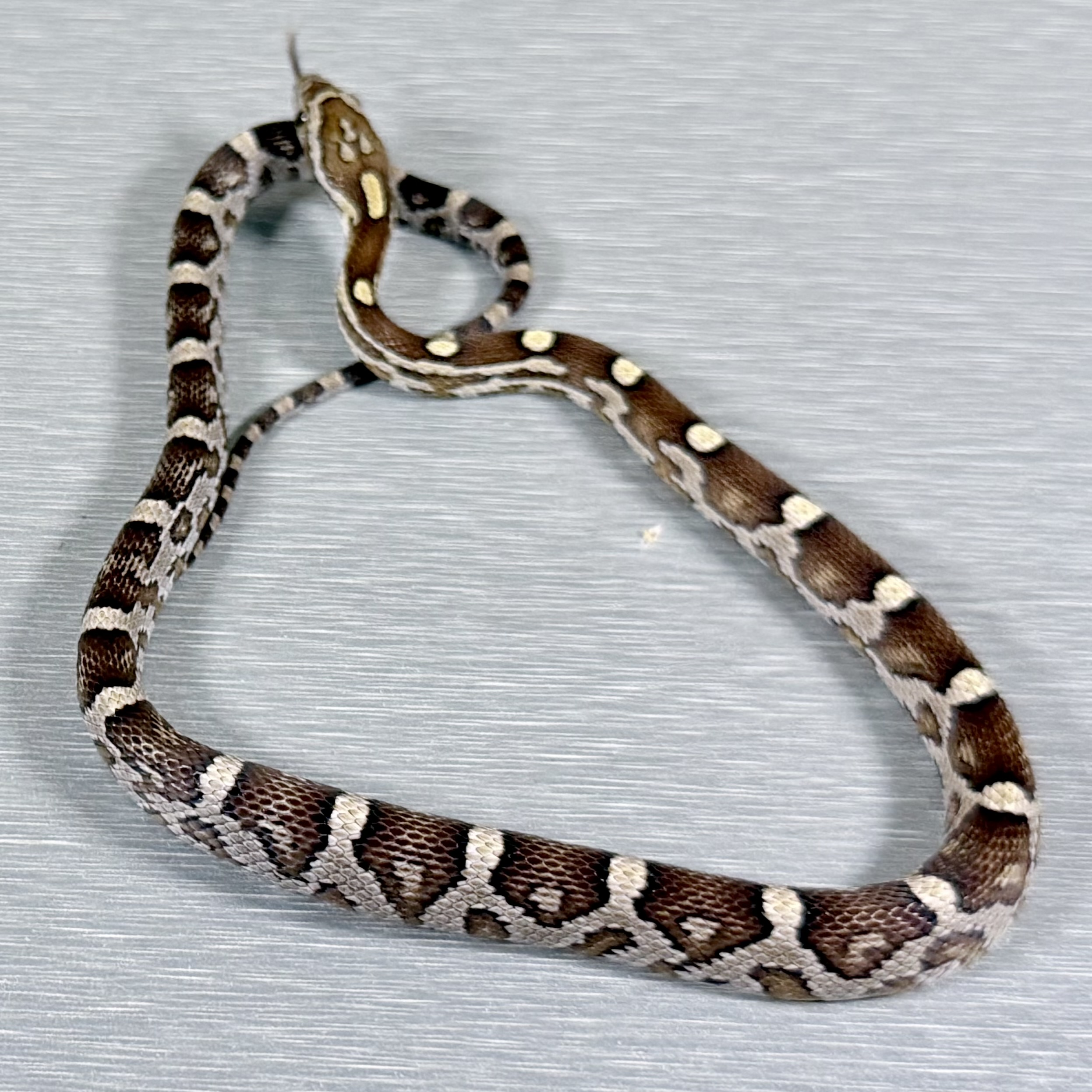 Caramel 66% Poss Het Sunkissed