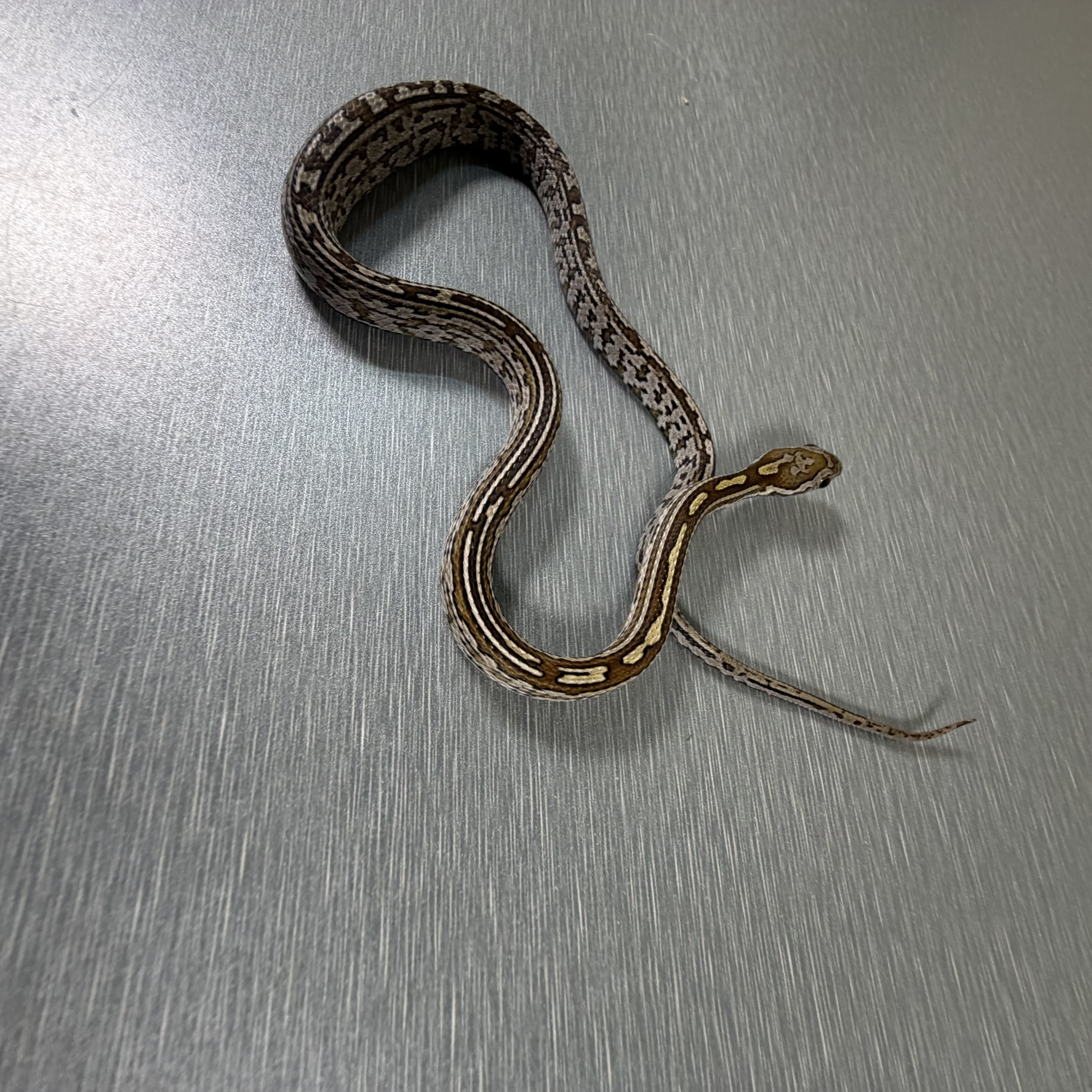 Caramel Tessera poss het Sunkissed