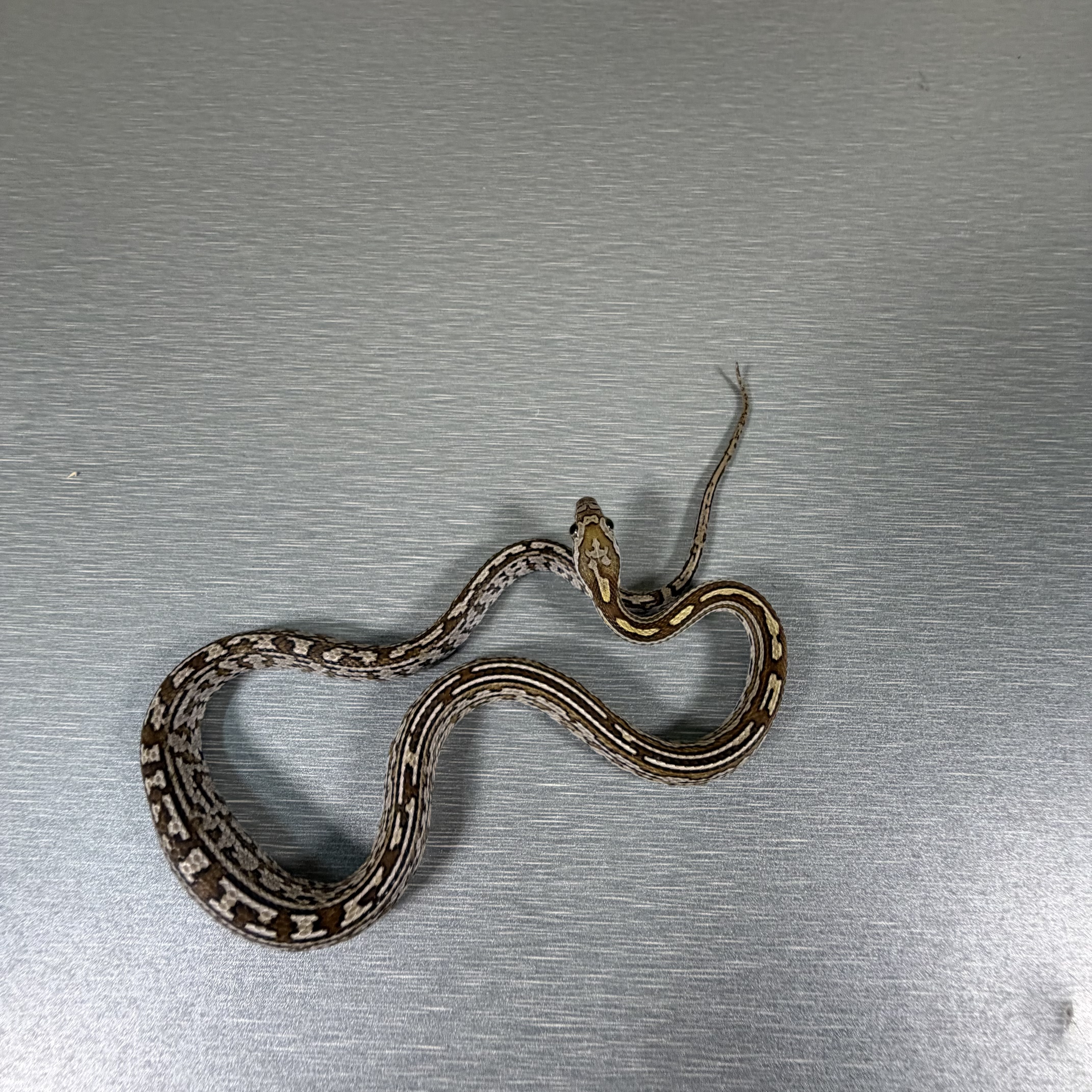 Caramel Tessera poss het Sunkissed