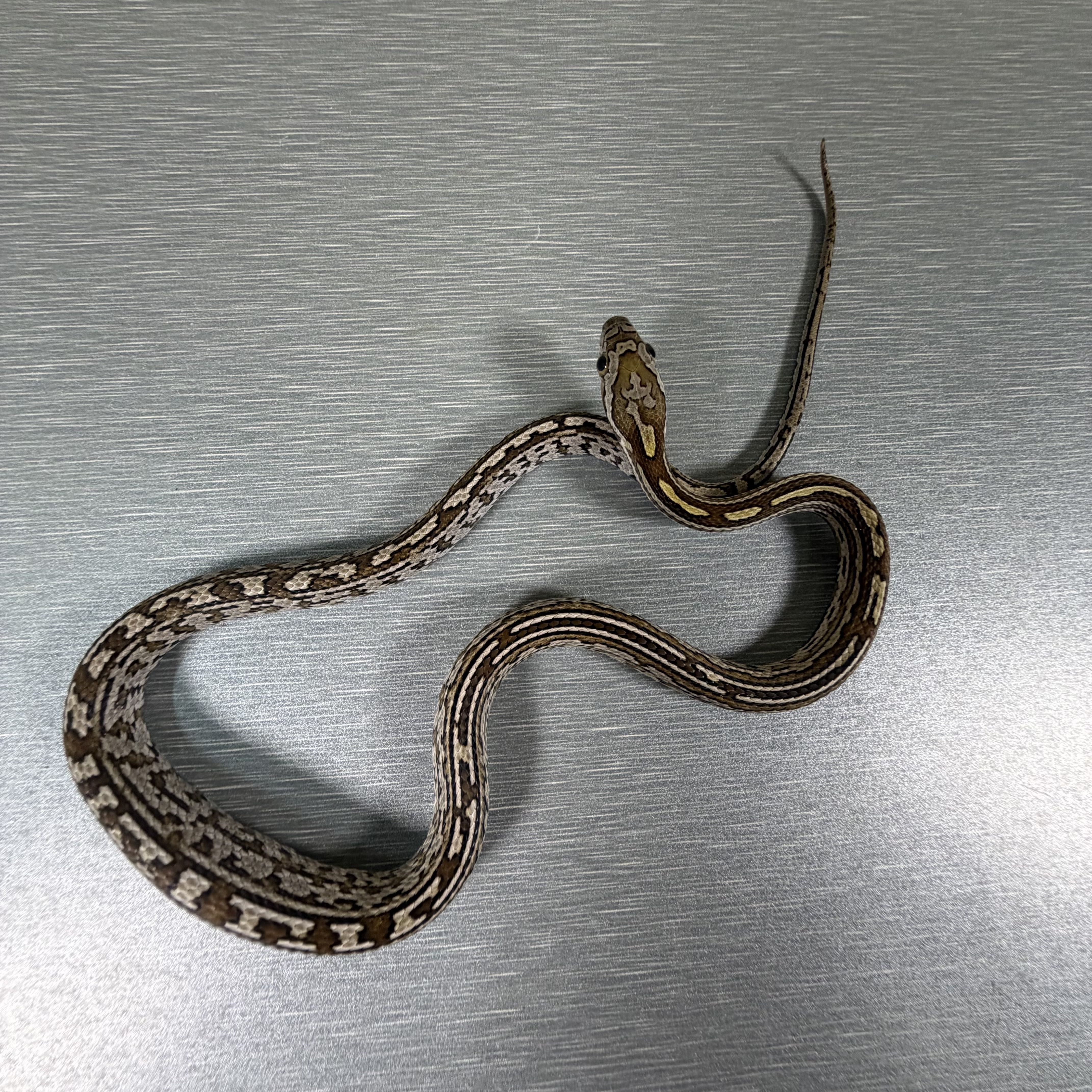Caramel Tessera poss het Sunkissed