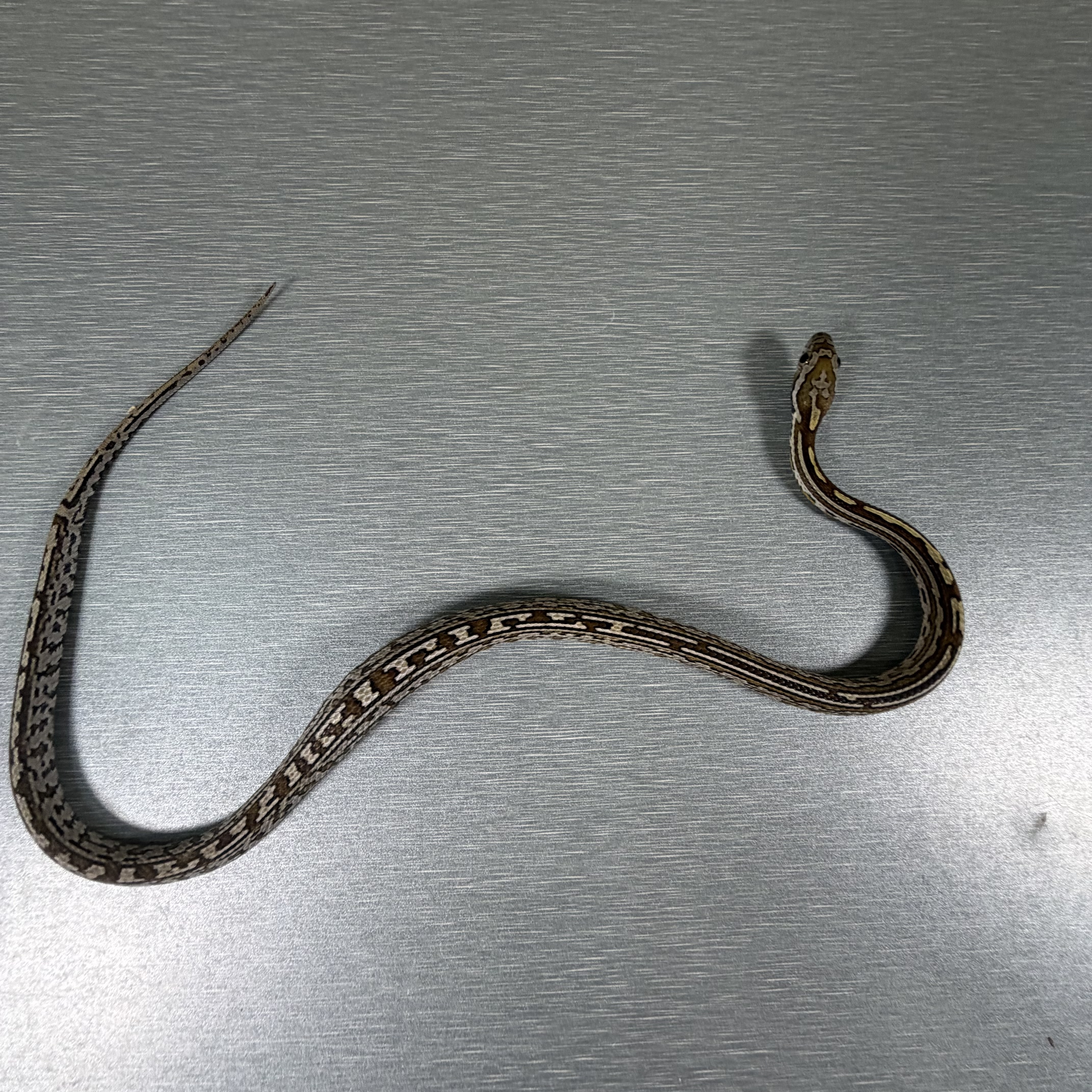 Caramel Tessera poss het Sunkissed