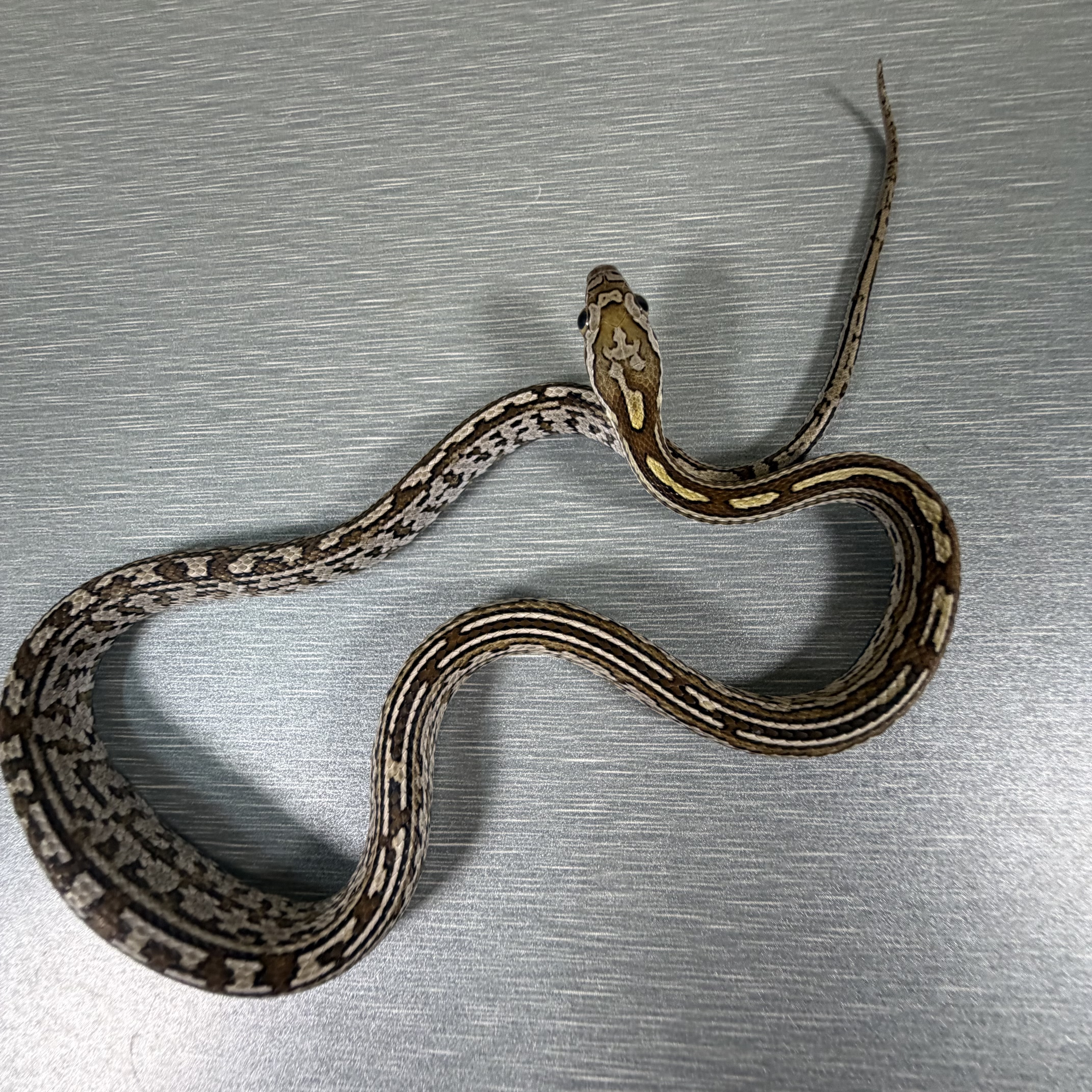 Caramel Tessera poss het Sunkissed