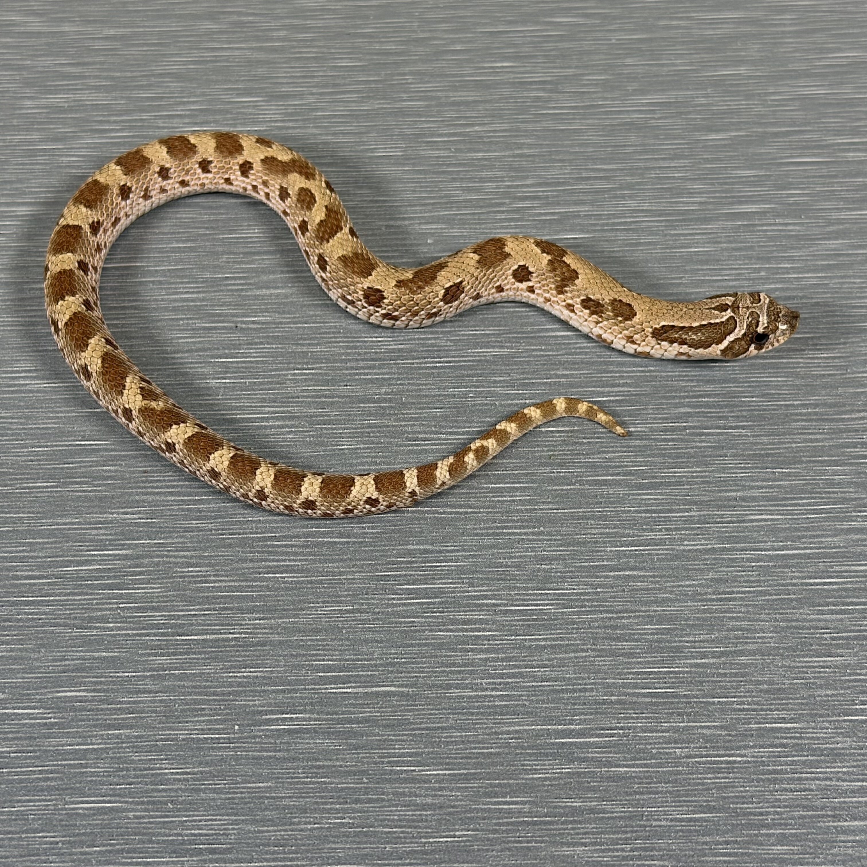 Anaconda Het Toffee Belly