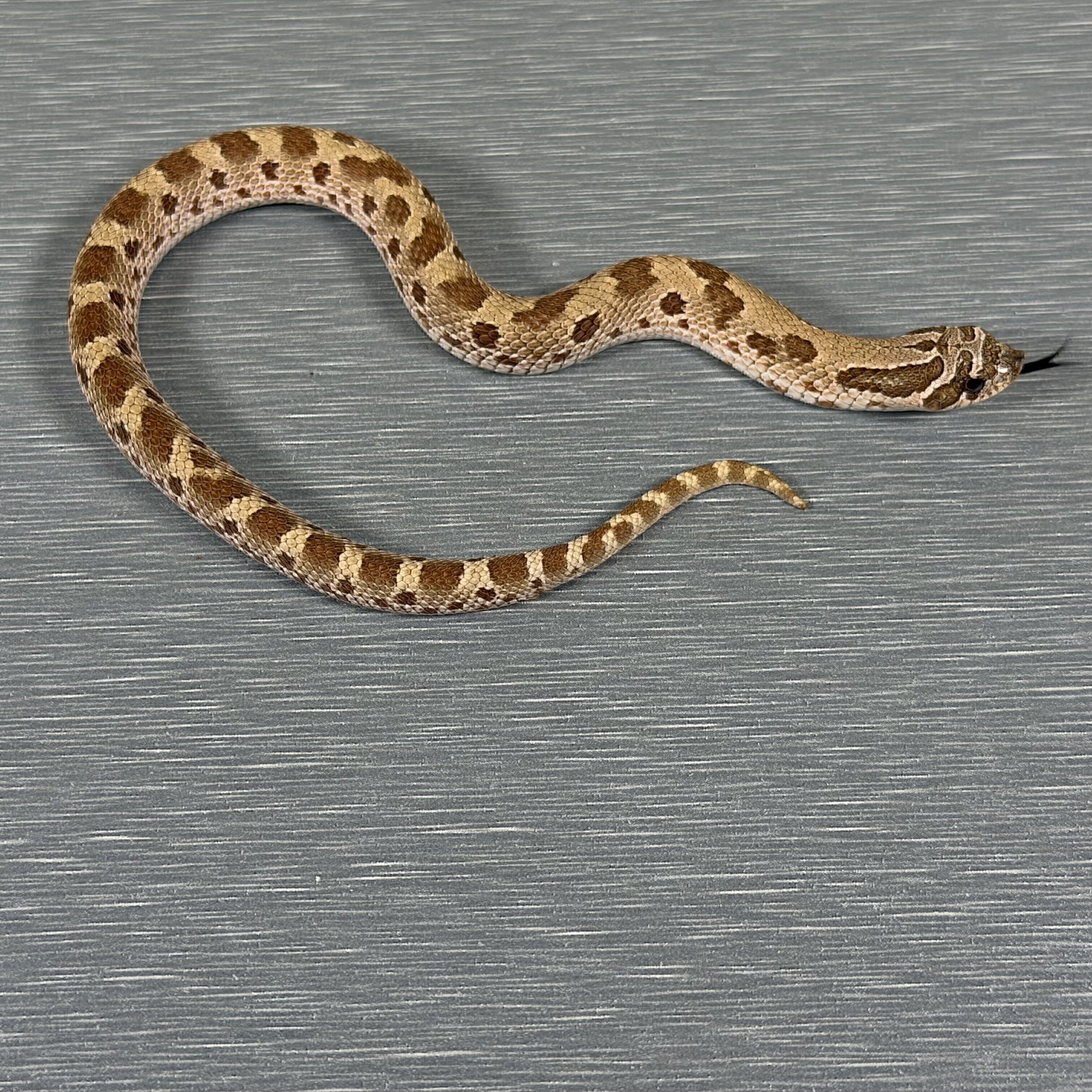 Anaconda Het Toffee Belly