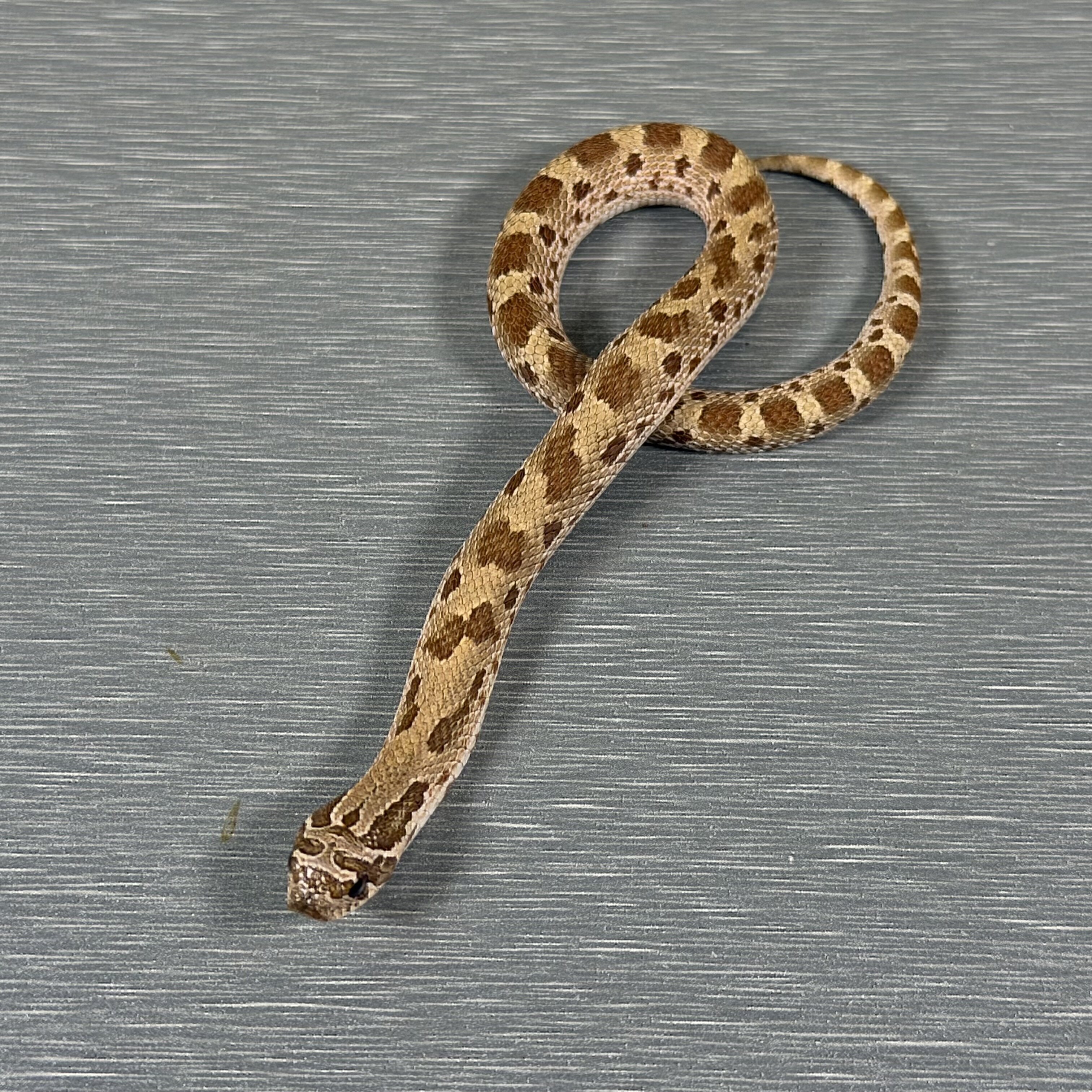 Anaconda Het Toffee Belly