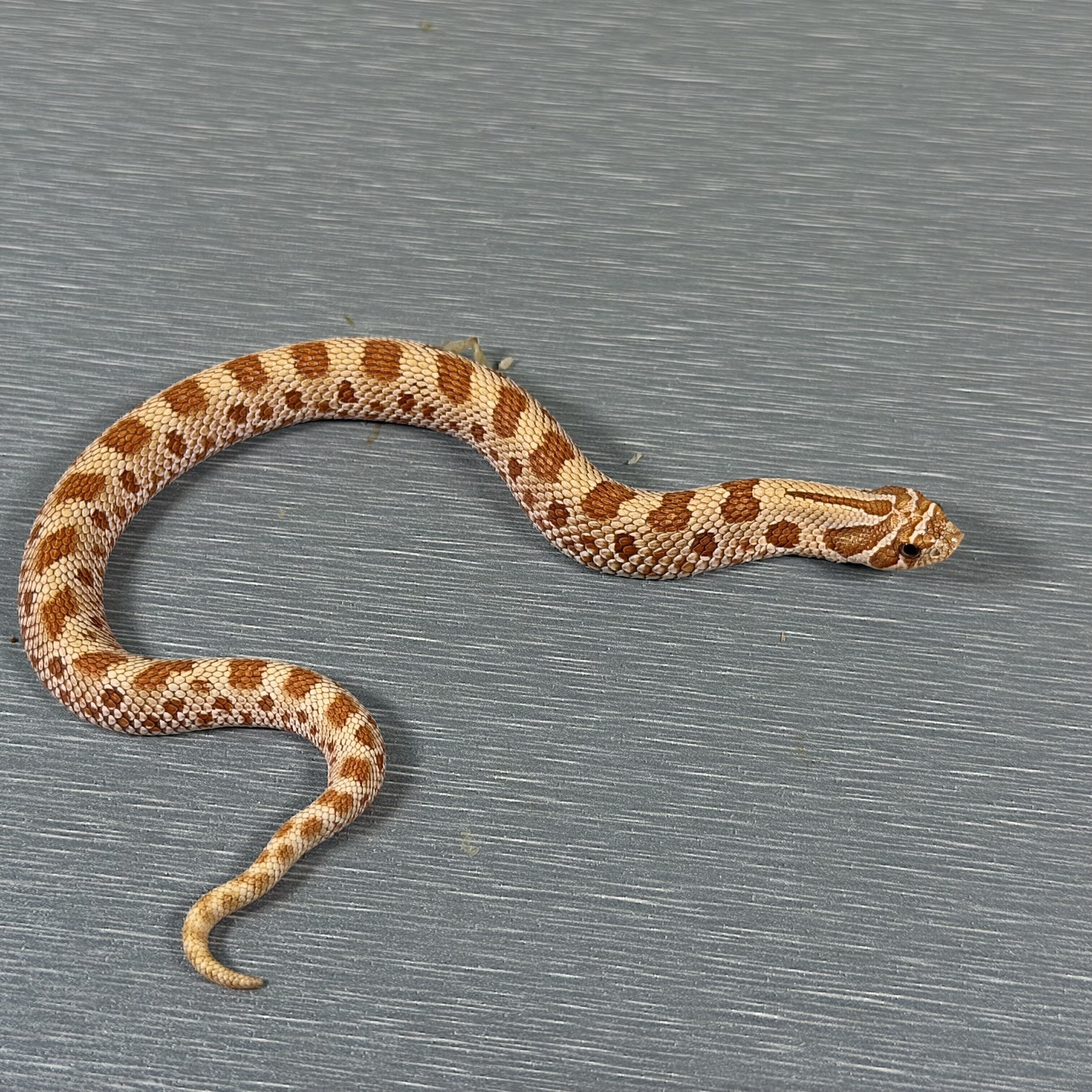 Toffee Belly Conda