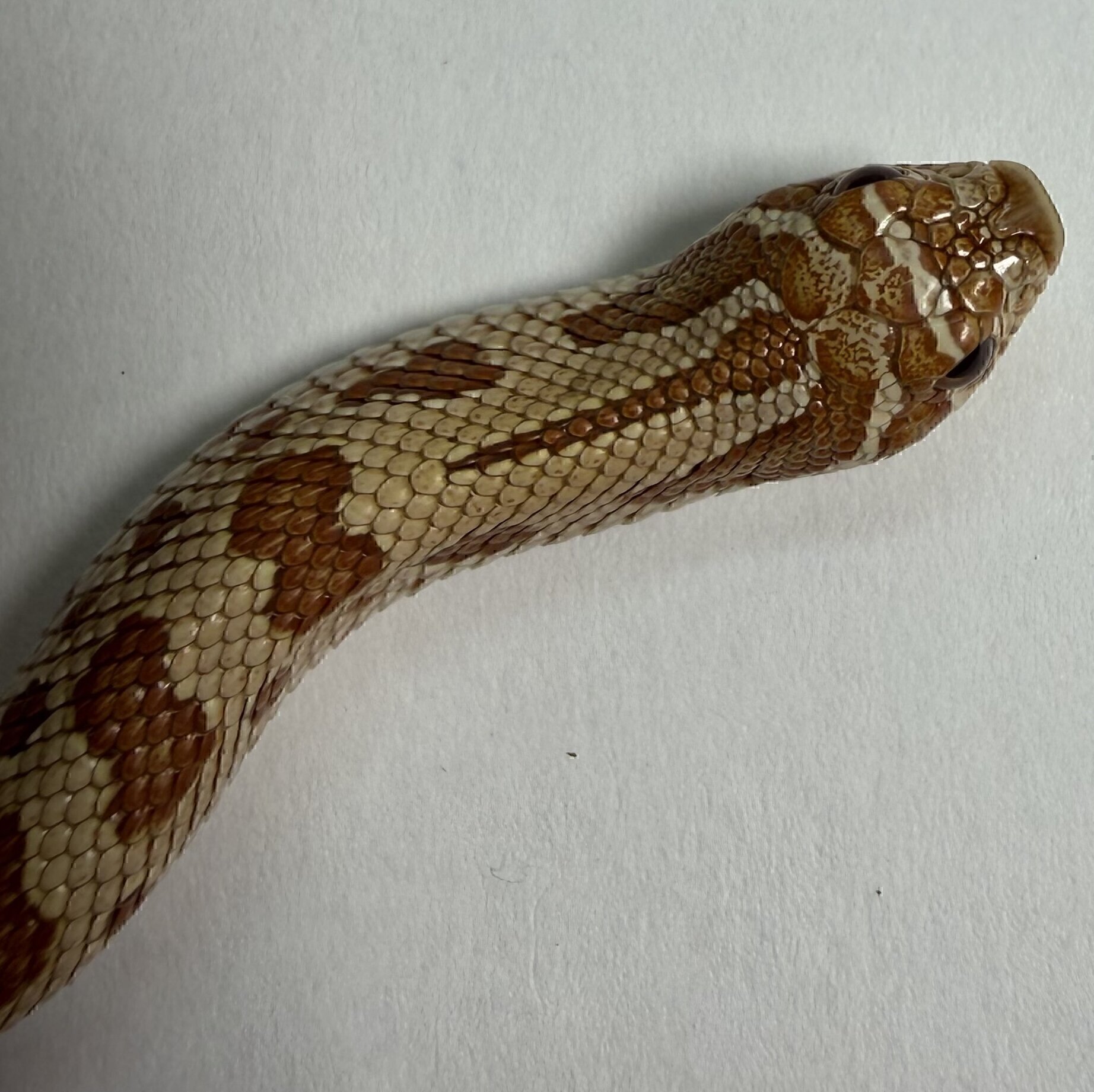 Toffee Belly Conda