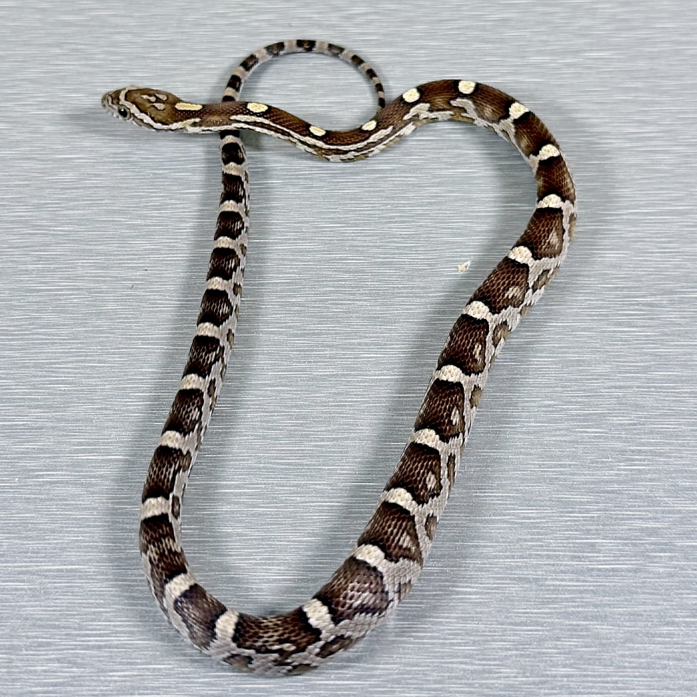 Caramel 66% Poss Het Sunkissed