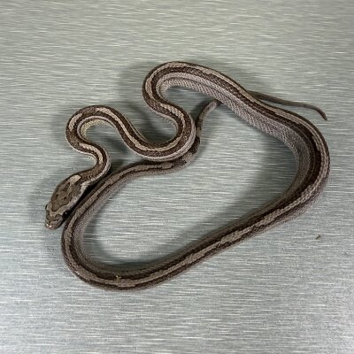 Motley/Stripe Ghost — Corn Snakes, ? (anerythristic hypo het motley het stripe), captive-bred by Gem Reptiles