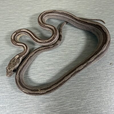 Motley/Stripe Ghost — Corn Snakes, ? (anerythristic hypo het motley het stripe), captive-bred by Gem Reptiles